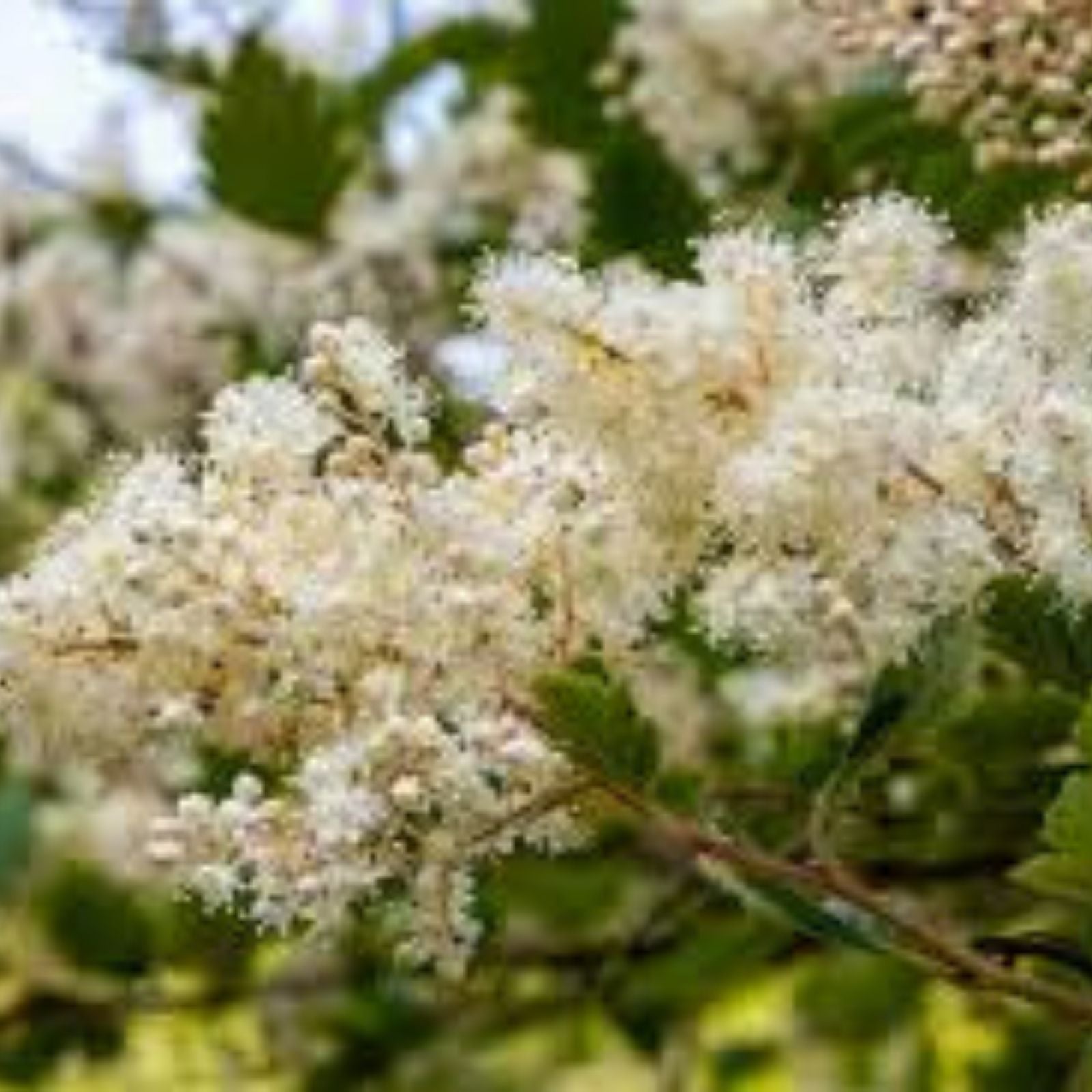 Ocean Spray Bush Seeds 50 Pack - Cream Bush, Holodiscus discolor, Native Garden Seeds, Shrubs for Landscaping