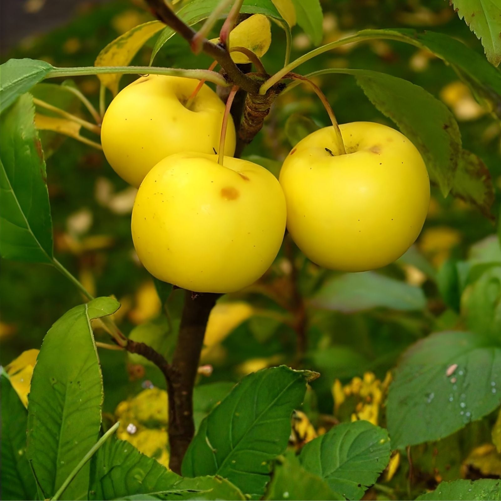 European Crab Apple Seeds 30 Pack - Malus Sylvestris - French Crabapple Tree Planting - Ornamental Fruit Tree Seeds