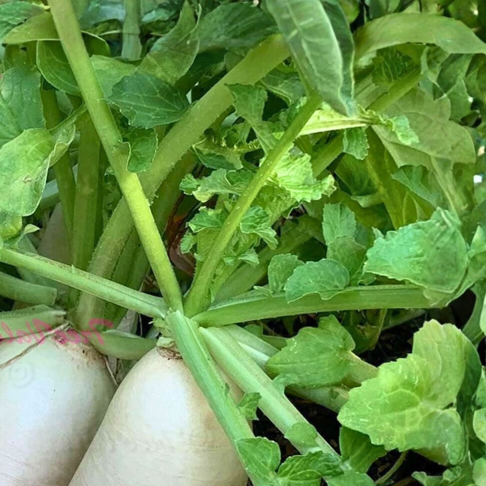 Radish Seeds - Hailstone White Heirloom Non-GMO 50+ Seeds for Vegetable Gardening Raphanus sativus