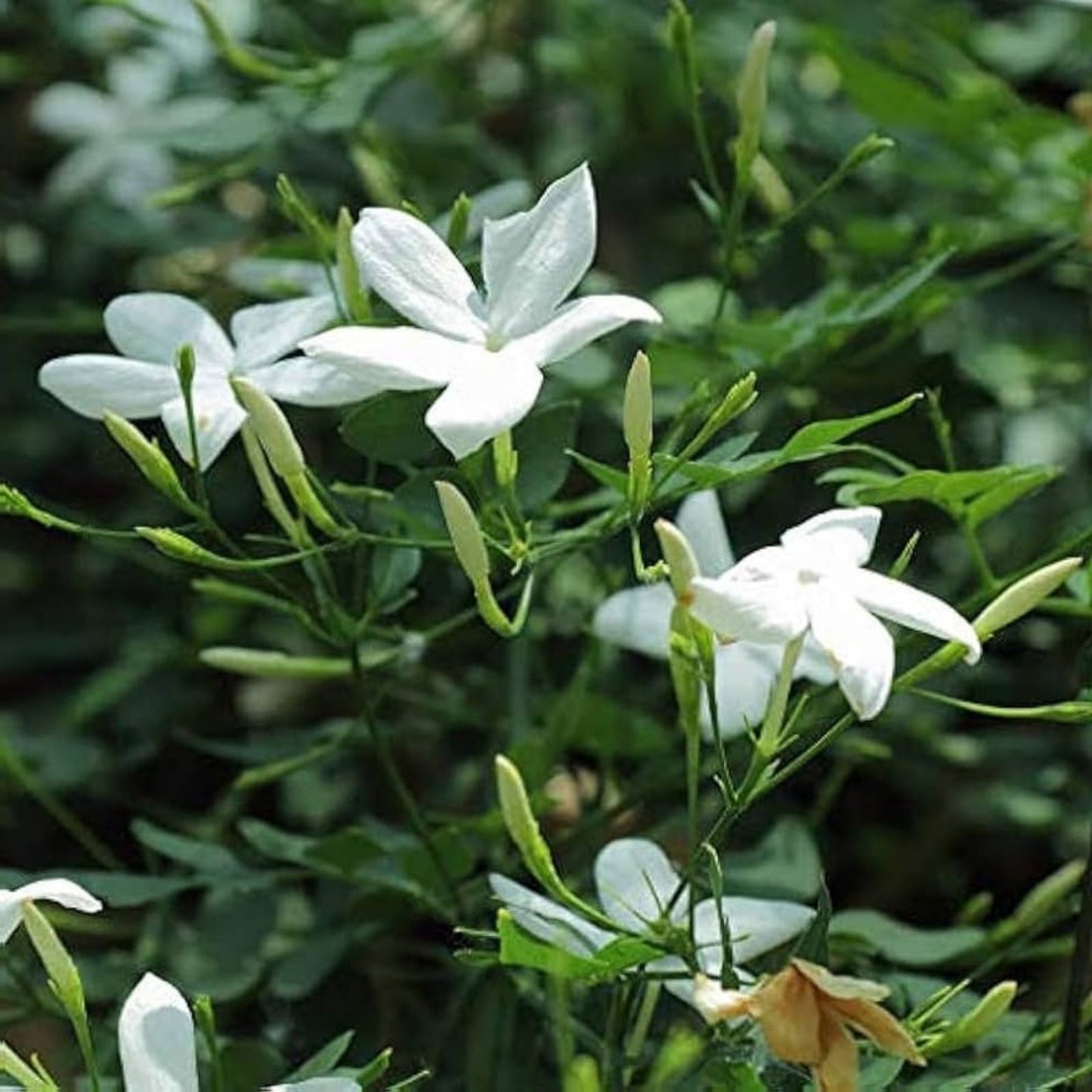 Star Jasmine Cuttings 10 Pack - Trachelospermum jasminoides - Fragrant Vines, Easy to Grow, Garden Clippings, Live Plant Cuttings