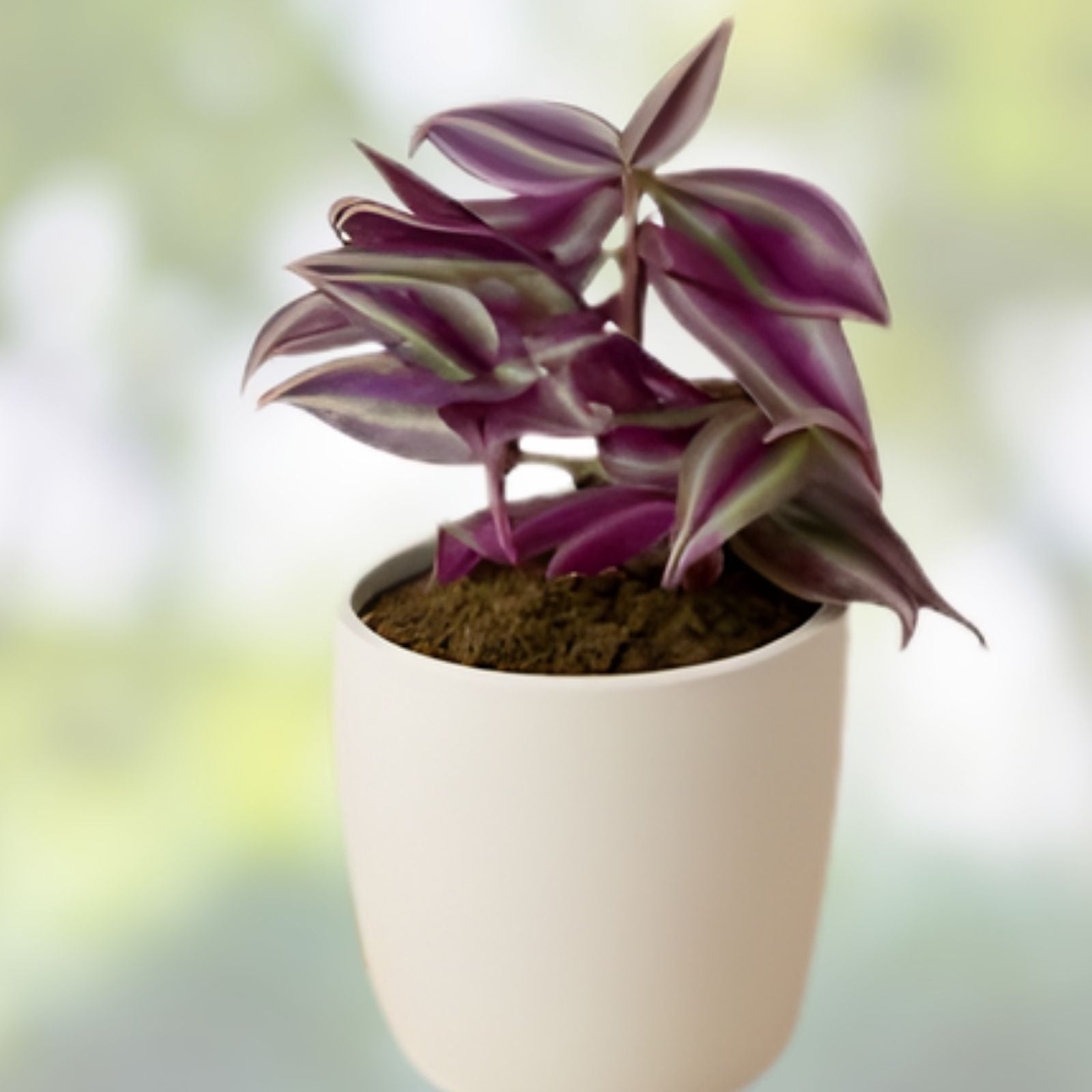 Wandering Jew Plant Cuttings - 9 Multicolor Varieties - Tradescantia Zebrina - Indoor Houseplant, Easy Care, Live Plant Cuttings