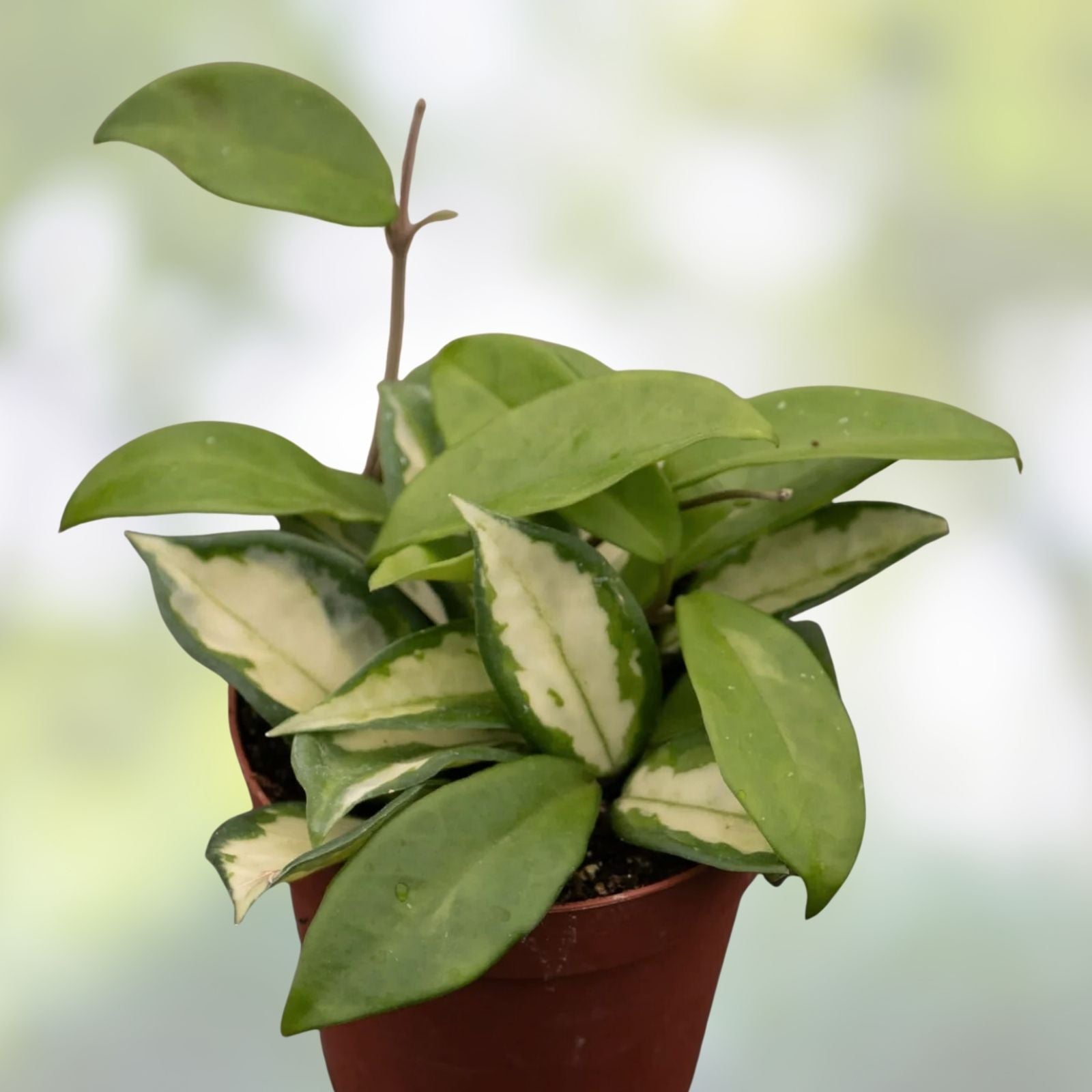 Hoya Krimson Princess Cuttings - 3 Inch Unrooted Tropical Houseplant - Hoya carnosa var. Krimson Princess
