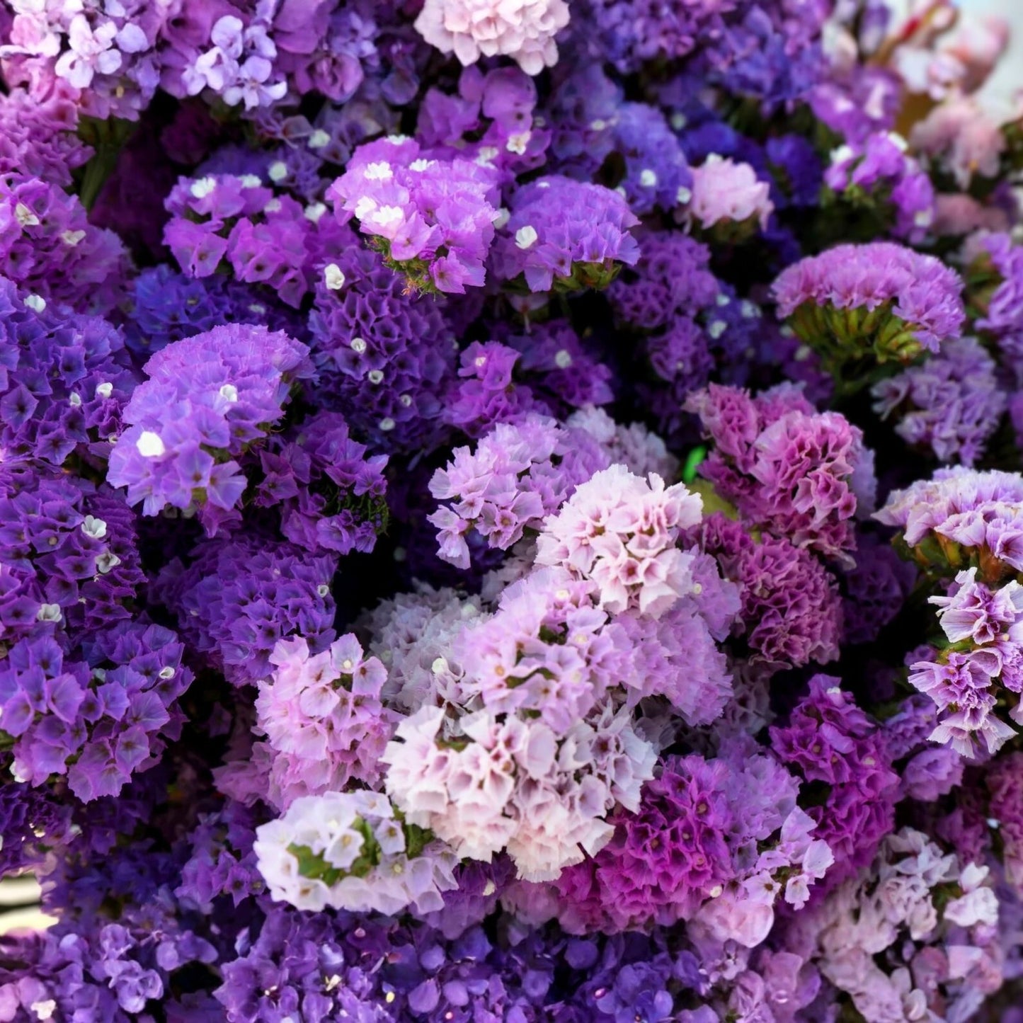 Statice Seeds 85 Count Lavender Hue Flower Non-GMO Limonium sinuatum Garden Plant
