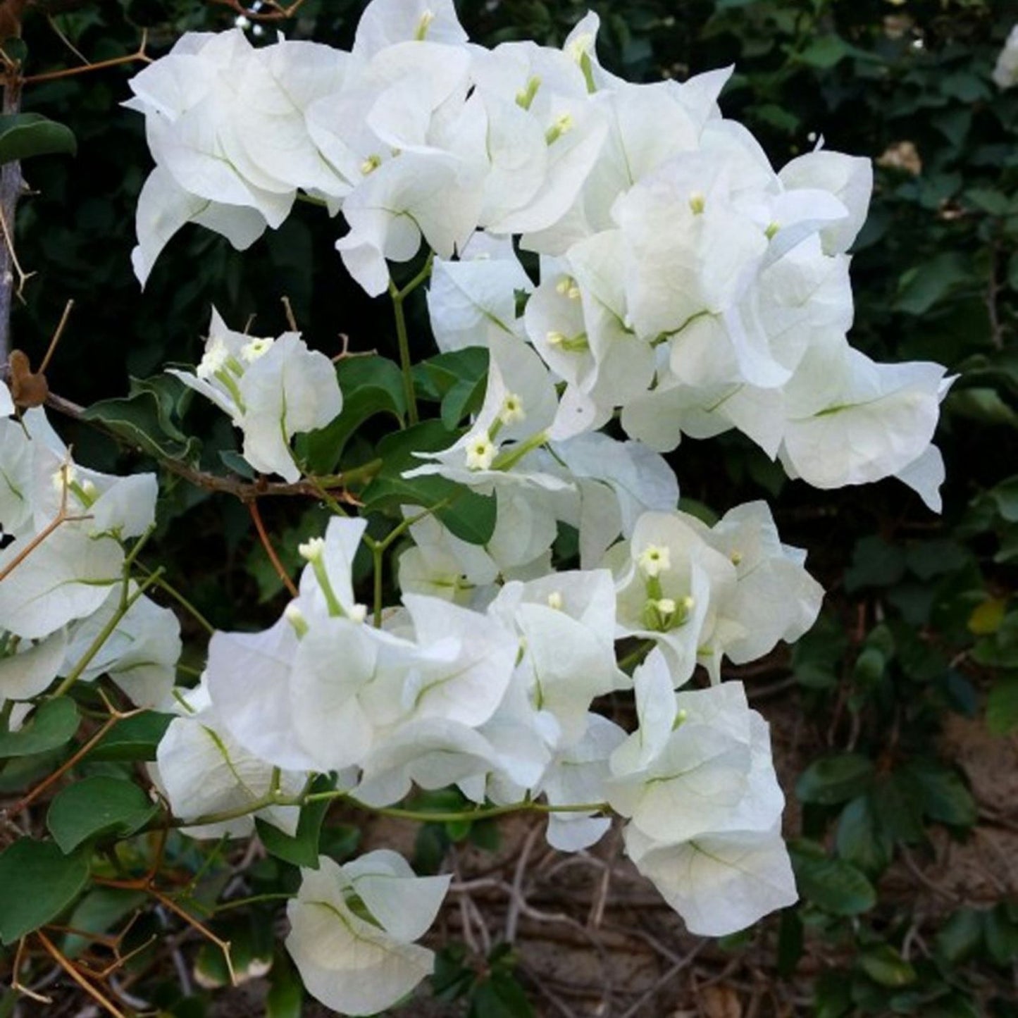 Bougainvillea Live Plant 20" White ABRA Vine Drought-Tolerant Climber Bougainvillea glabra