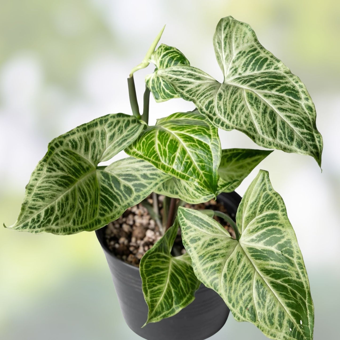 Syngonium Batik Plant - Rooted Potted Houseplant - Variegated Green and White Foliage - Syngonium podophyllum
