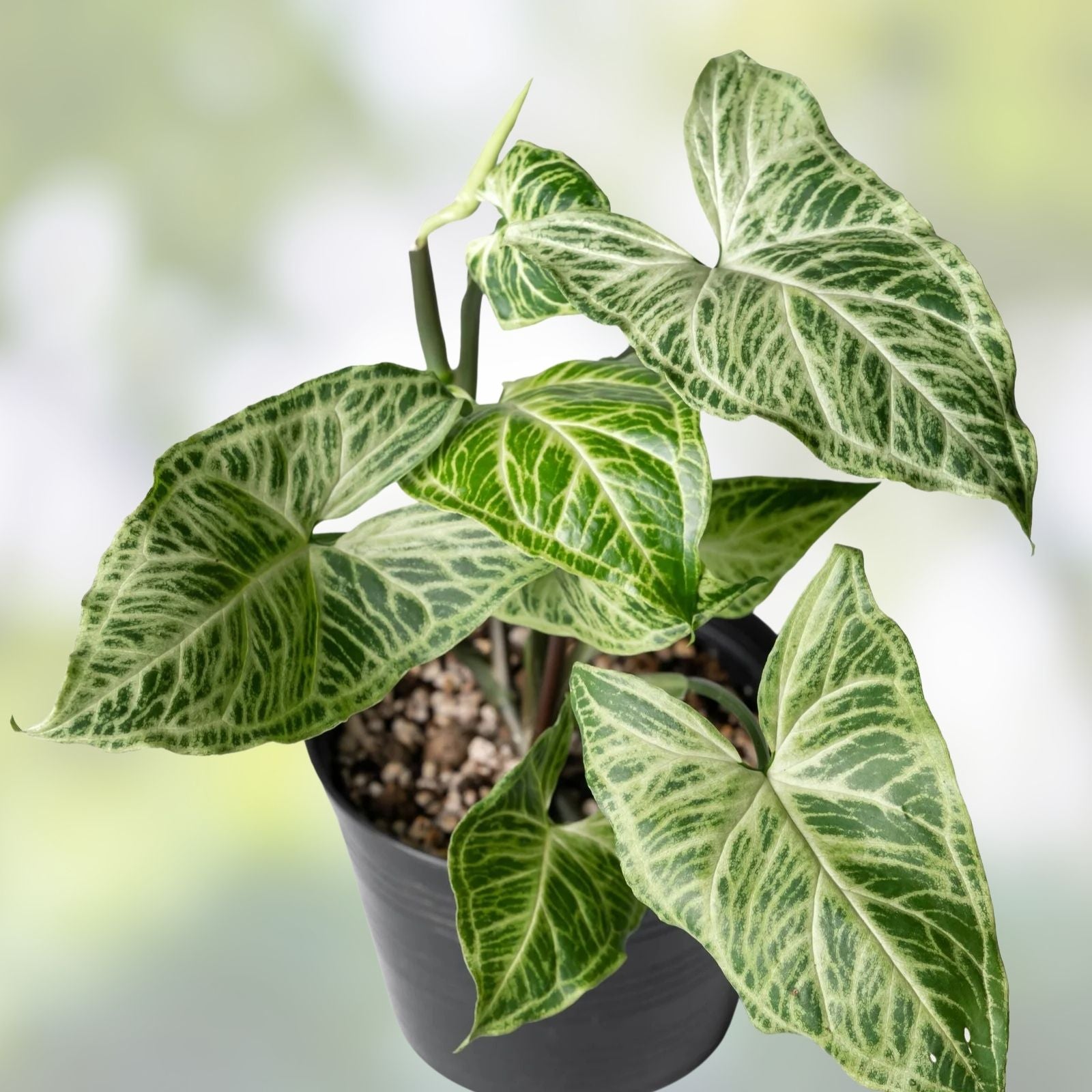 Syngonium Batik Plant - Rooted Potted Houseplant - Variegated Green and White Foliage - Syngonium podophyllum