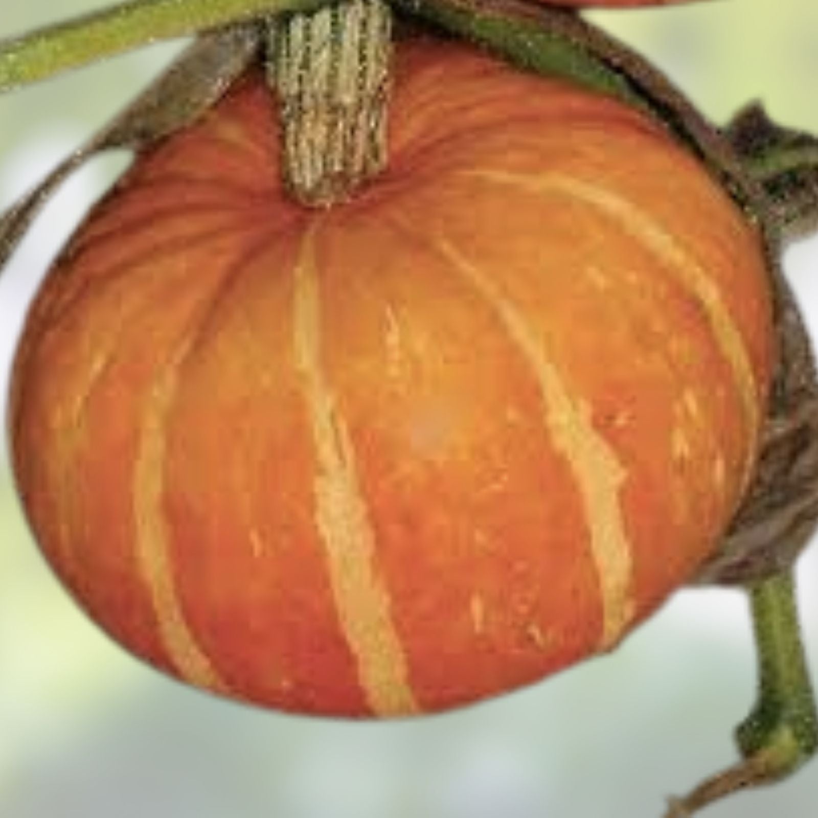 Orange Cutie Squash Seeds - 10 Pack, Easy to Grow, Cucurbita pepo, Perfect for Home Gardening, Vegetable Seeds