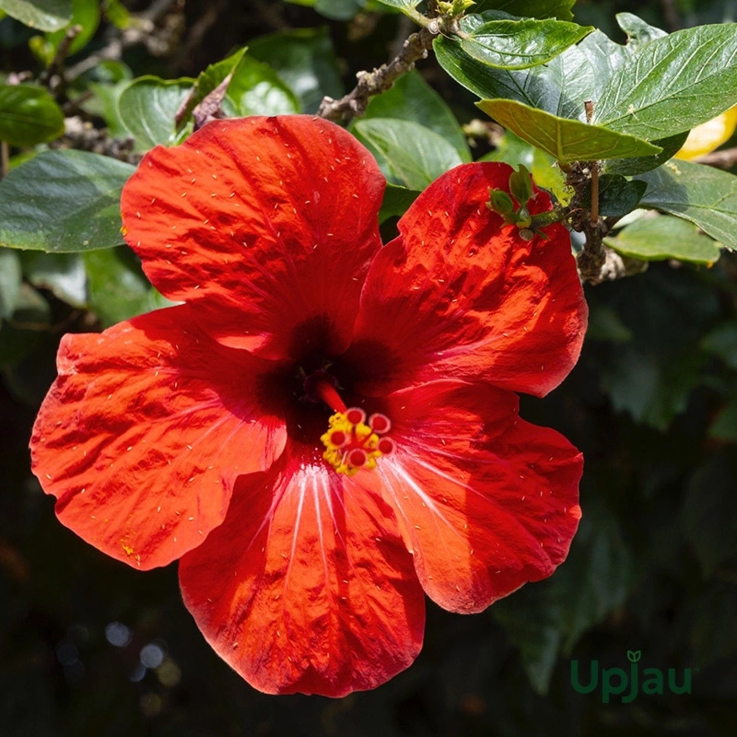 Tropical Hibiscus Plant Cuttings 4-Pack - Hibiscus rosa-sinensis - Vibrant Flowering Garden Plants