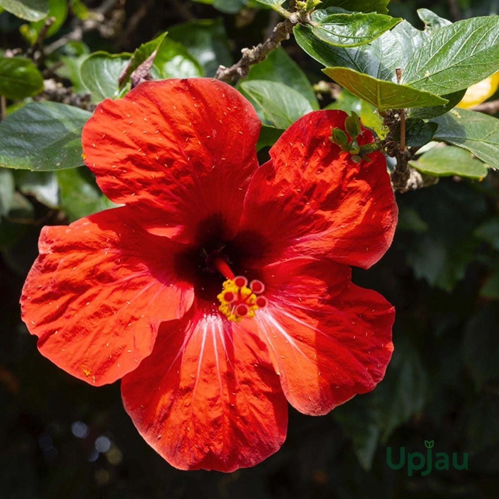 Tropical Hibiscus Plant Cuttings 4-Pack - Hibiscus rosa-sinensis - Vibrant Flowering Garden Plants