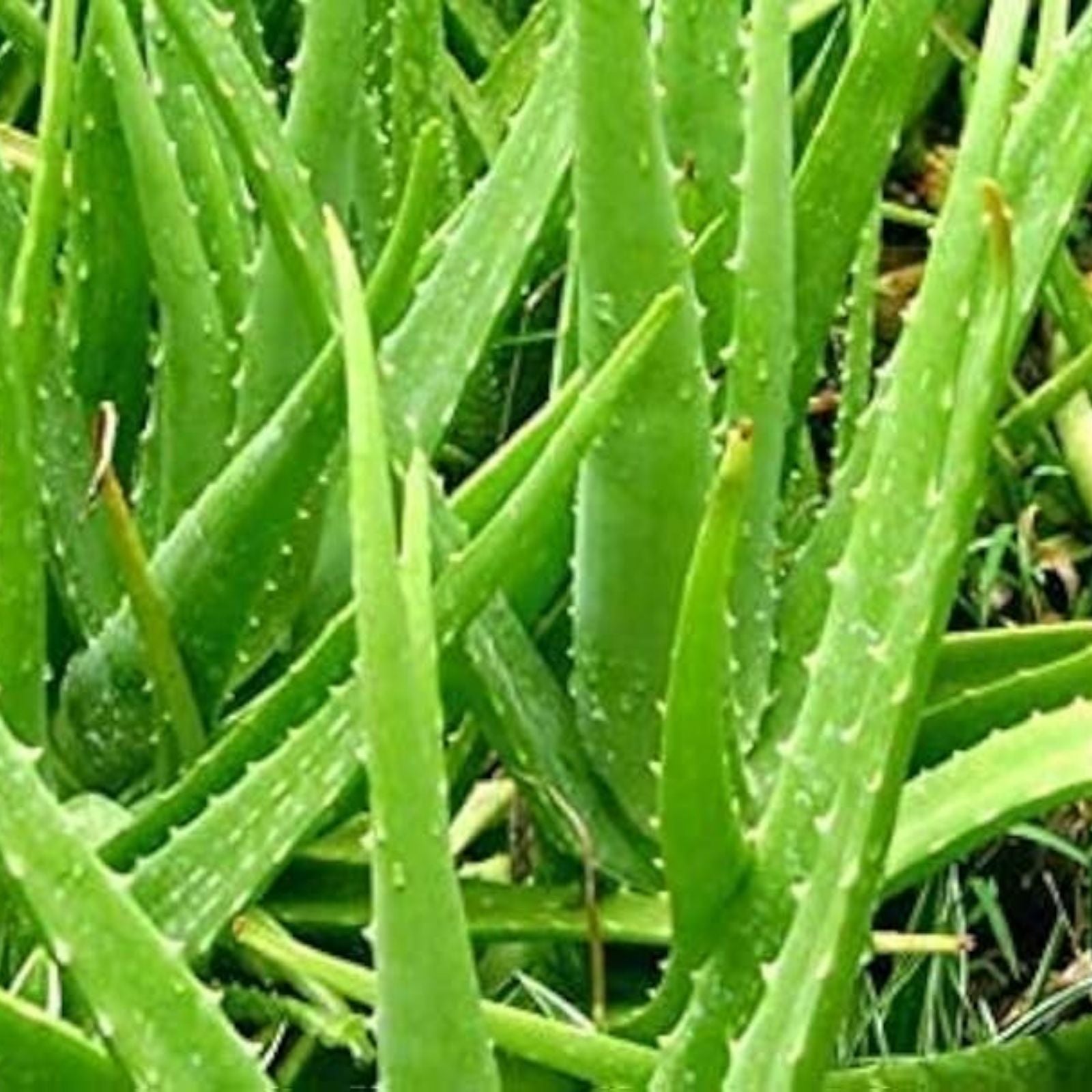 Organic Aloe Vera Fresh Leaves 1/2 Pound – All Natural Aloe Barbadensis Mill. for Medicinal Uses