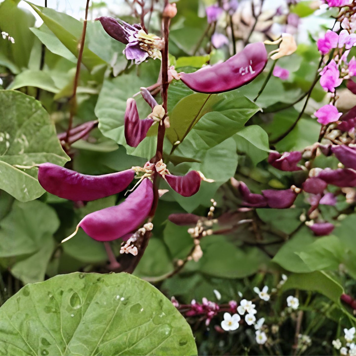 Hyacinth Bean Vine Seeds 20 Pack | Purple Pod Edible Climbing Plant | Dolichos Lablab Starter Seeds