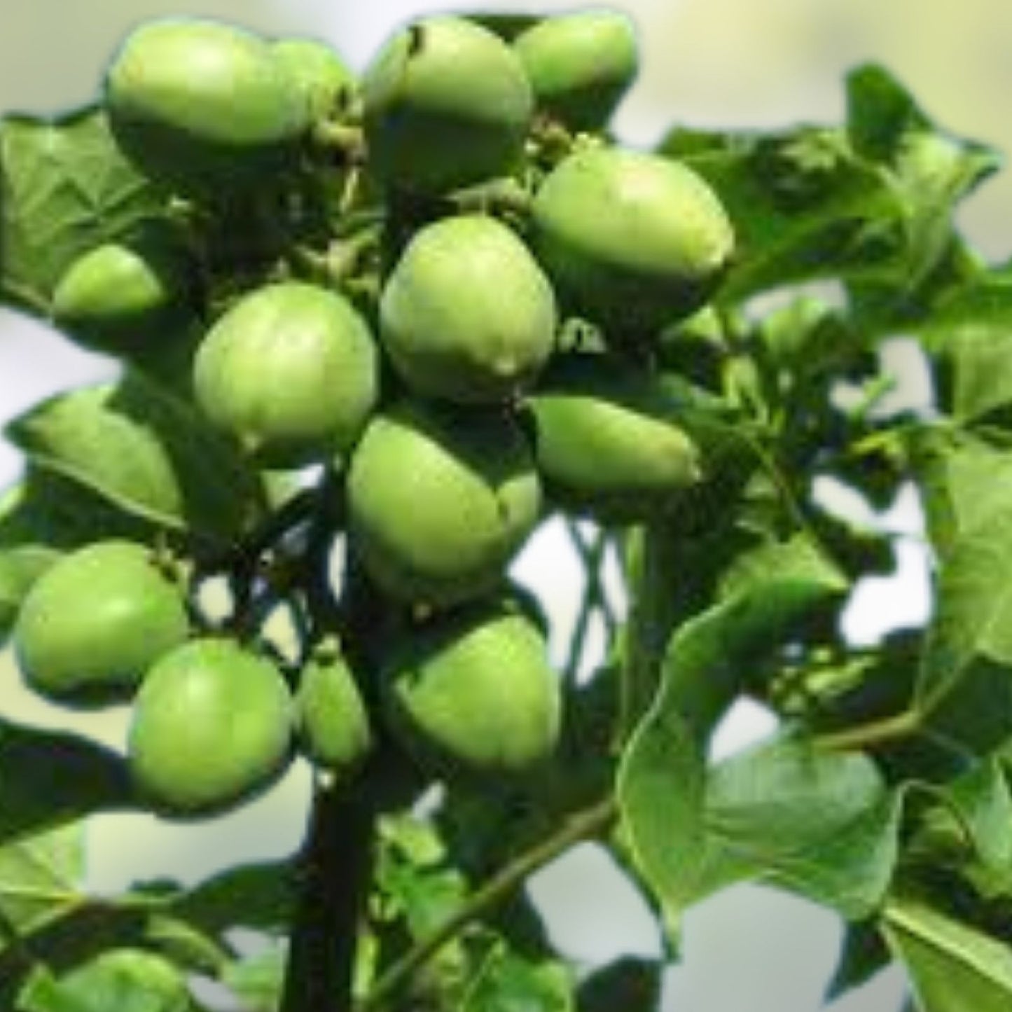 Jatropha Curcas Seeds 15 Rare Physic Nut Seeds Drought Tolerant Barbados Variety for Sustainable Gardening