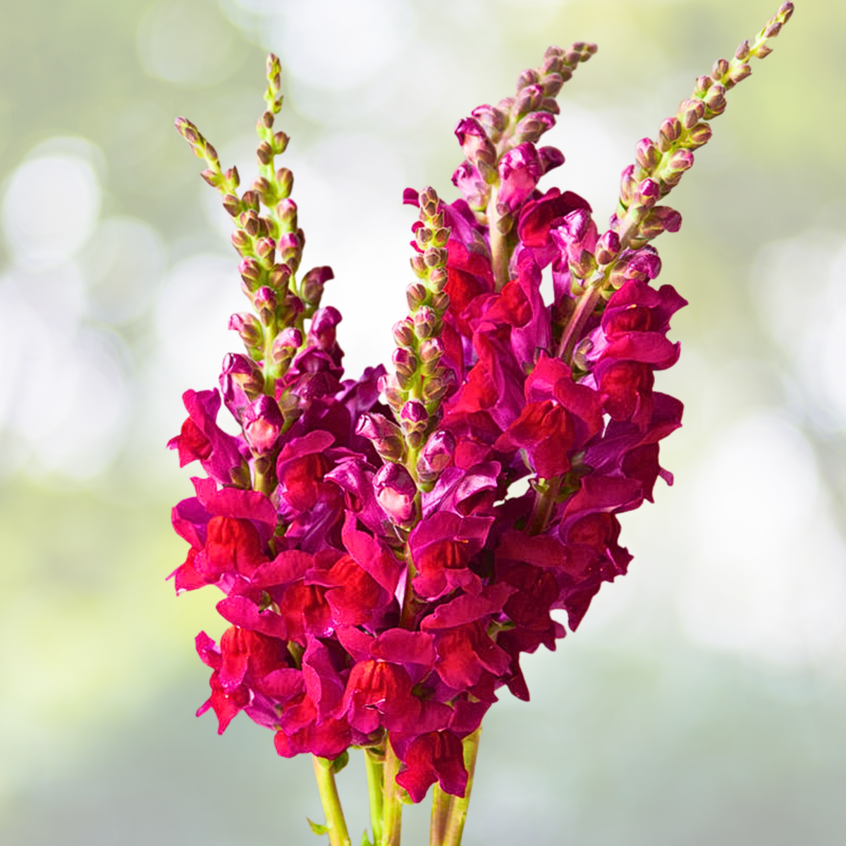 Snapdragon Seeds - 2000 Non-GMO Defiance Red Cut Flowers - Attracts Hummingbirds (Antirrhinum majus)
