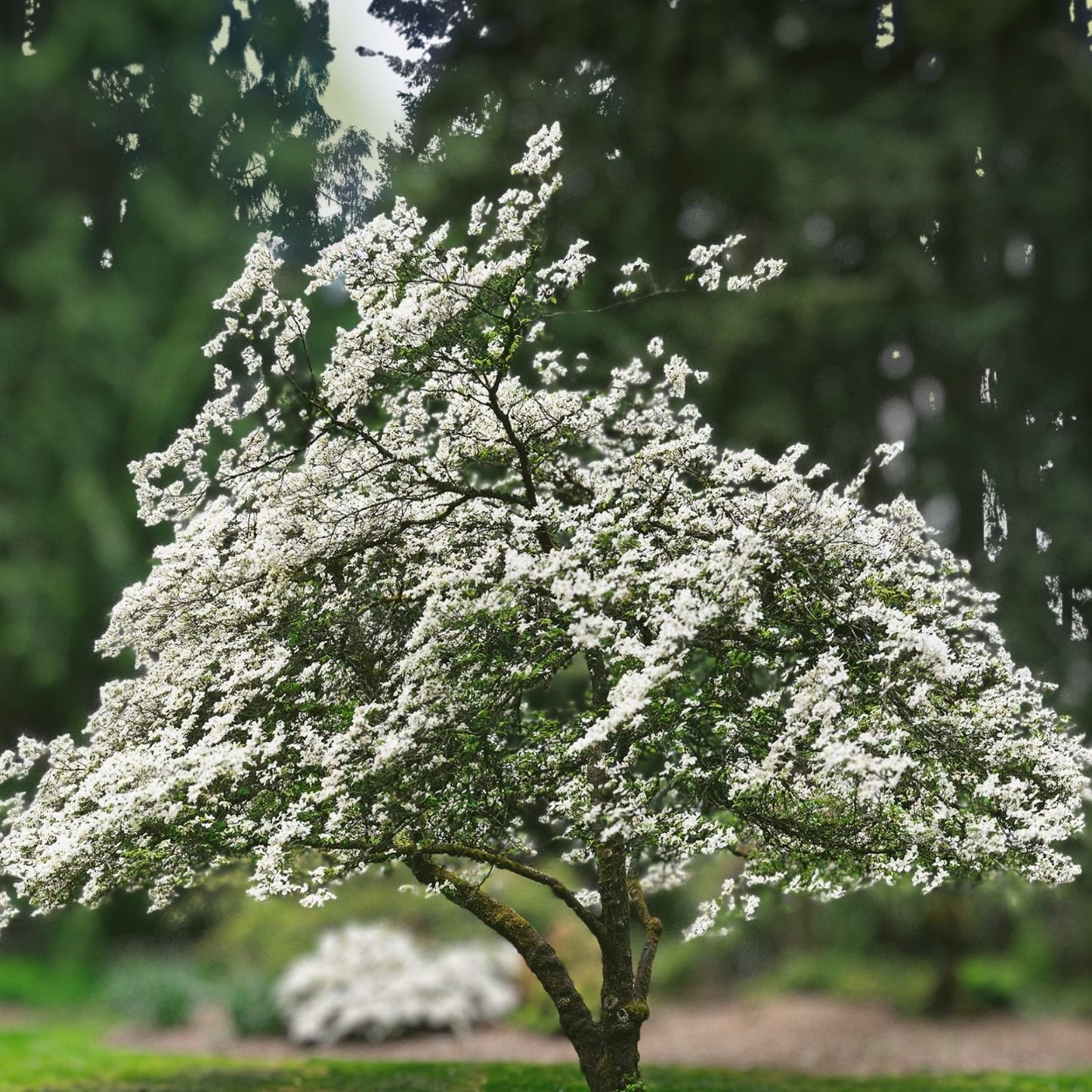 Flowering Dogwood Tree Seeds - 20 Seeds - Cornus florida - Grown in USA, Ships from Iowa, Ornamental Flowering Tree Seeds
