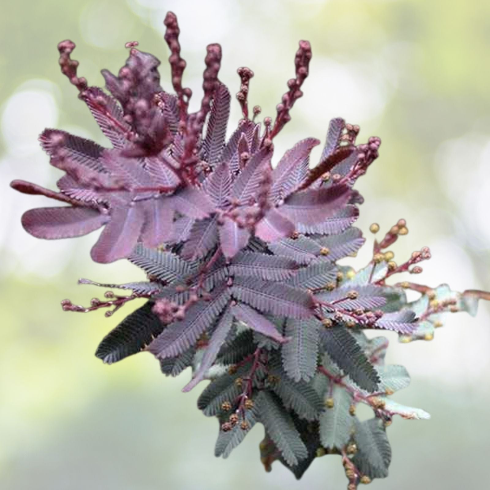 Purple Leaved Acacia Seeds - Baileyana v purpurea - 10 Seeds - Unique Purple Foliage