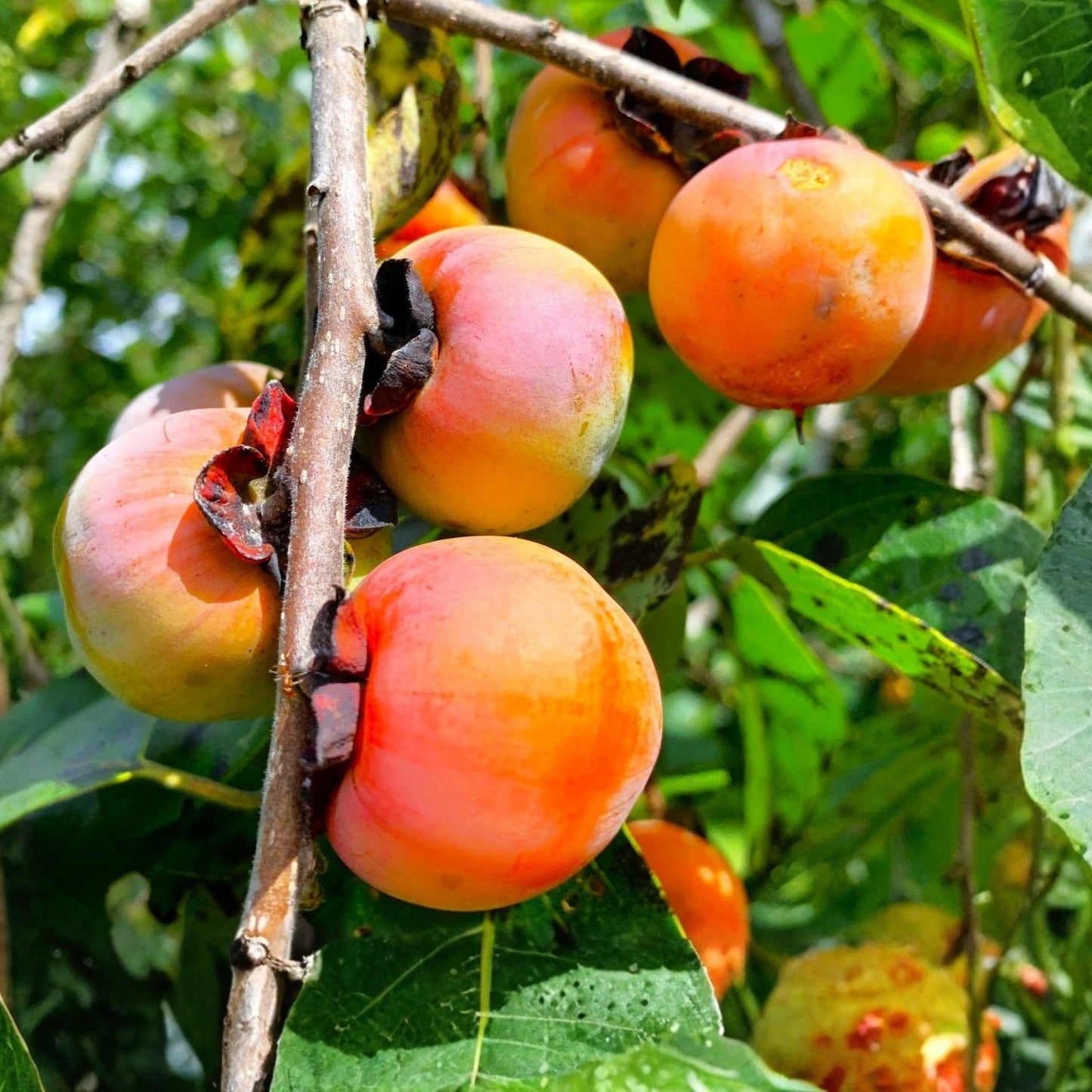 American Persimmon Seeds for Planting Outdoors | Non-GMO Heirloom Fruit Seeds | Diospyros virginiana