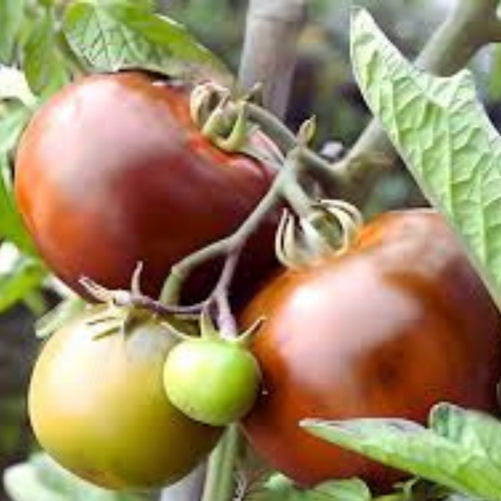Black Prince Tomato Seeds 100 Organic Heirloom Non-GMO USA Garden Vegetable Seeds Solanum lycopersicum