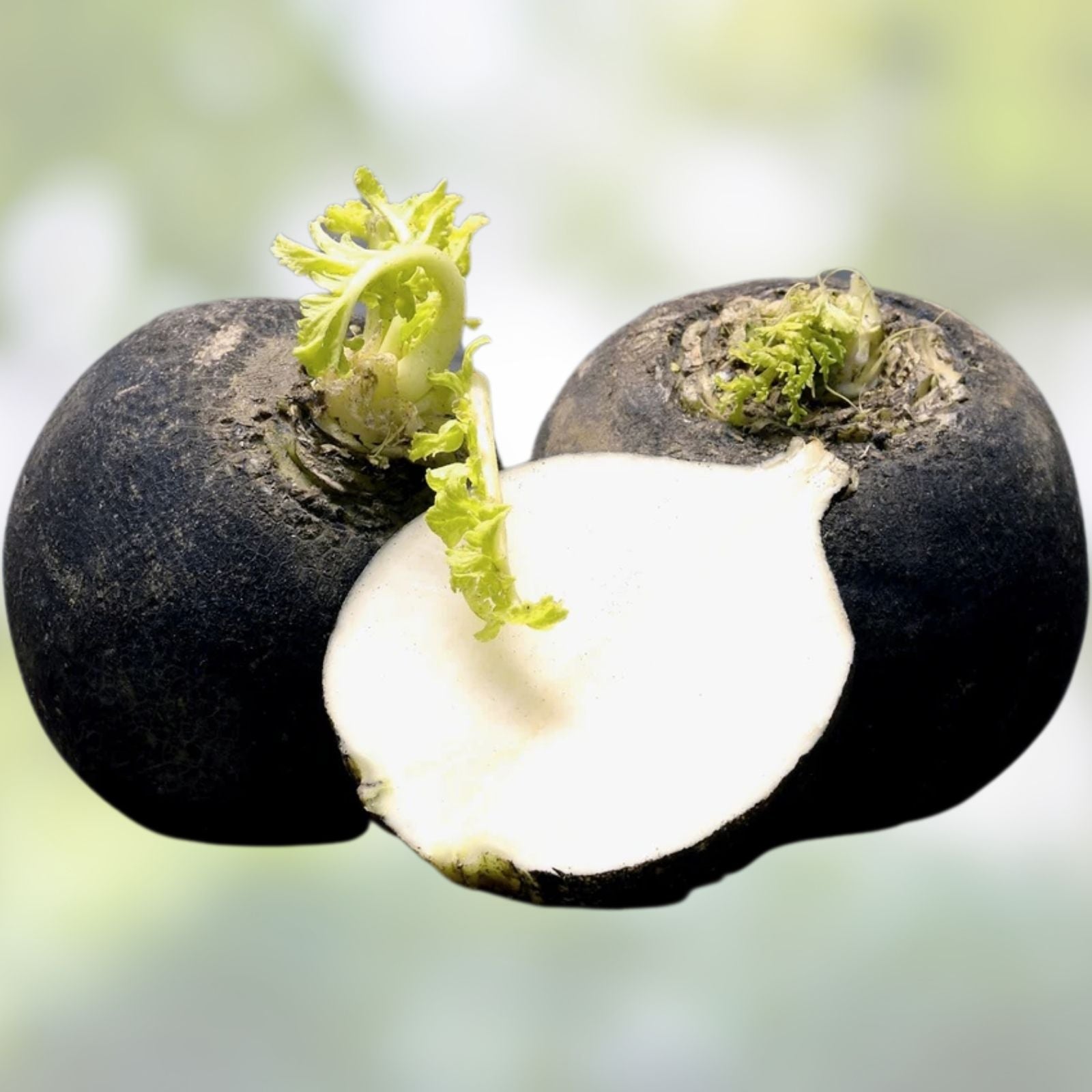 Black Radish Seeds - 250+ Rare Vegetable Seeds for Planting - Raphanus sativus - Organic, Heirloom, Gourmet Root Vegetable