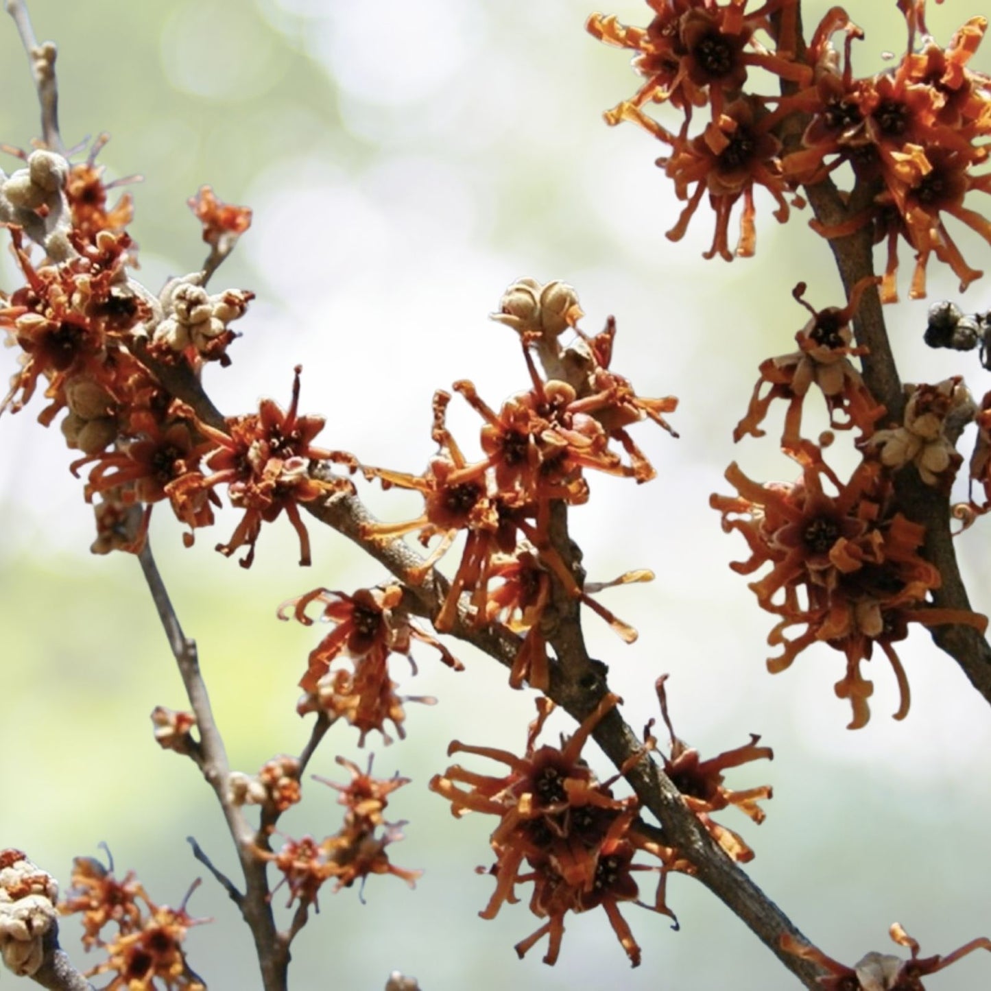 Vernal Witch Hazel Seeds - 15 Pack - Flowering Shrub - Hamamelis vernalis - Native Plant for Garden