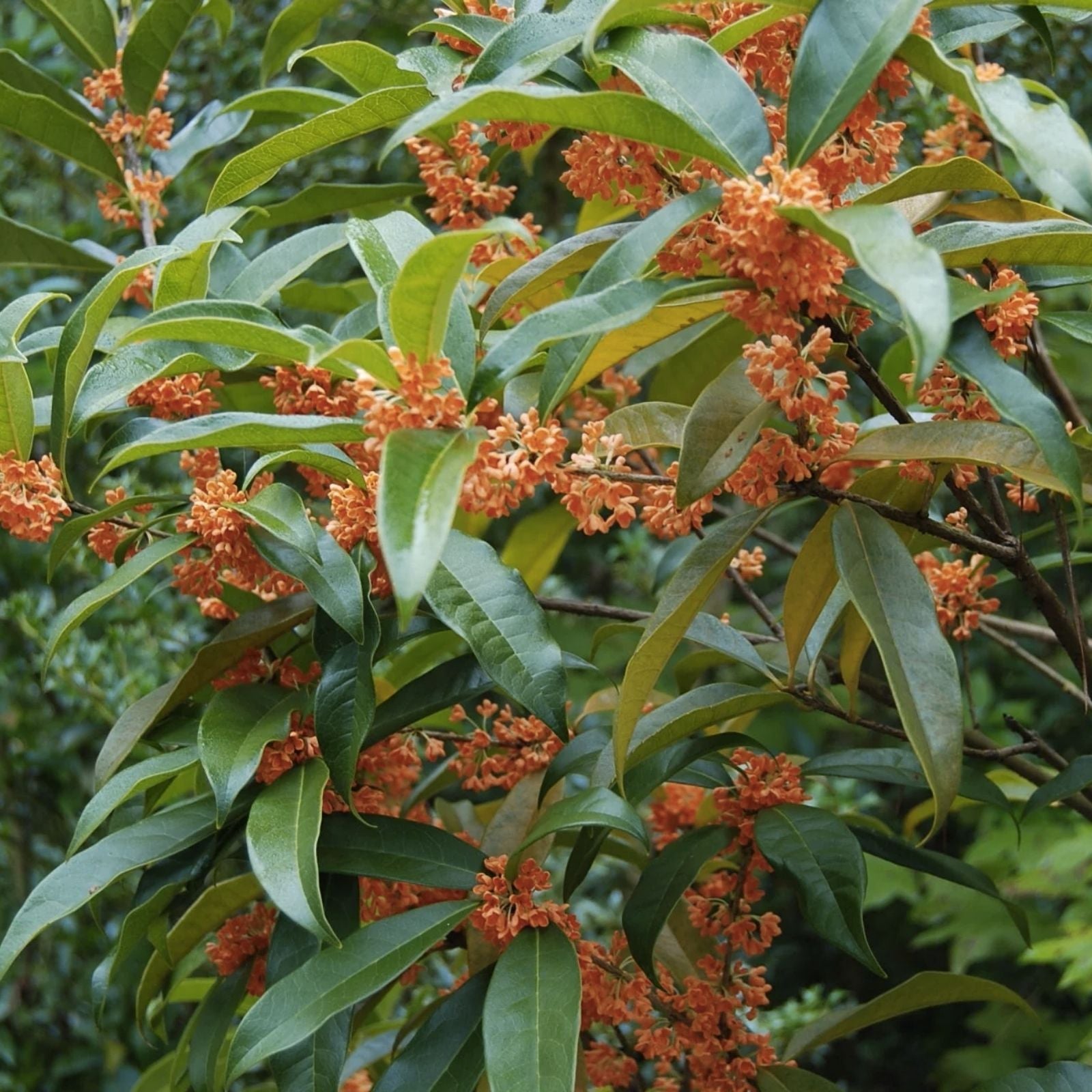 Red Sweet Tea Olive Starter Plant - Beni Kin Mokusei Osmanthus fragrans - Rooted Garden or Landscape Plant