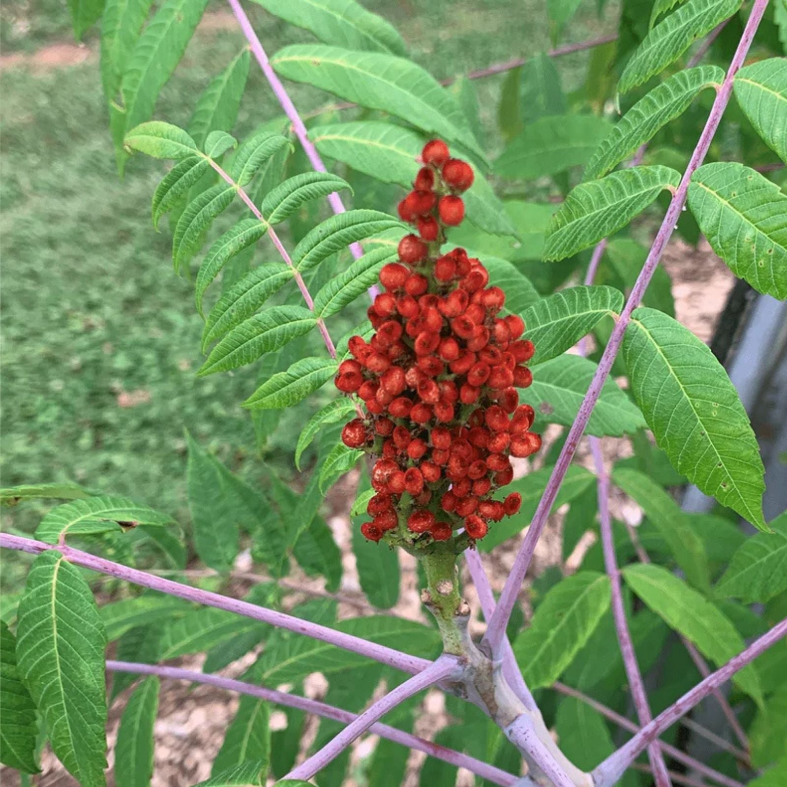 Smooth Sumac Plant Set of 2, Edible Berry, Fall Color, Rhus glabra Bare Root Hardy Shrubs for Garden