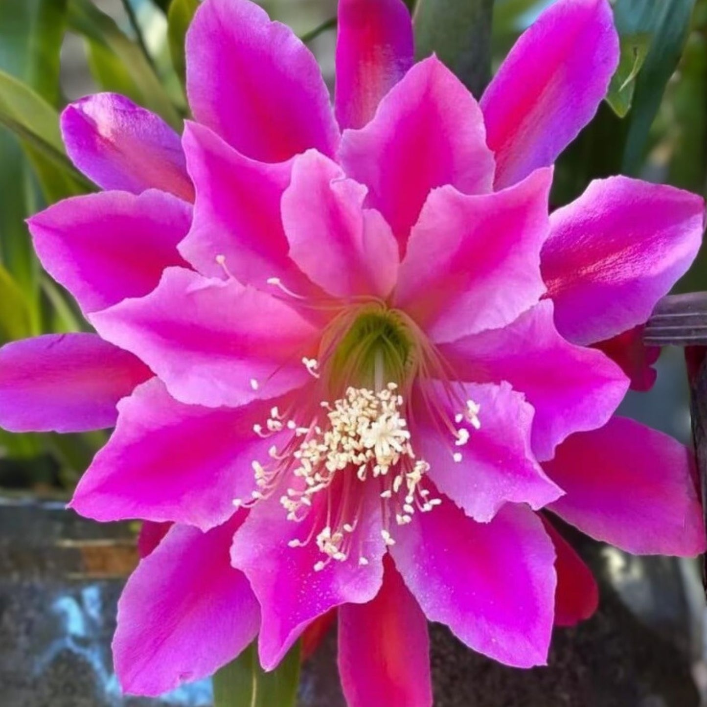 Epiphyllum Unrooted Cutting 8" Long Orchid Cactus Succulent X-Large Purple Flowering Plant