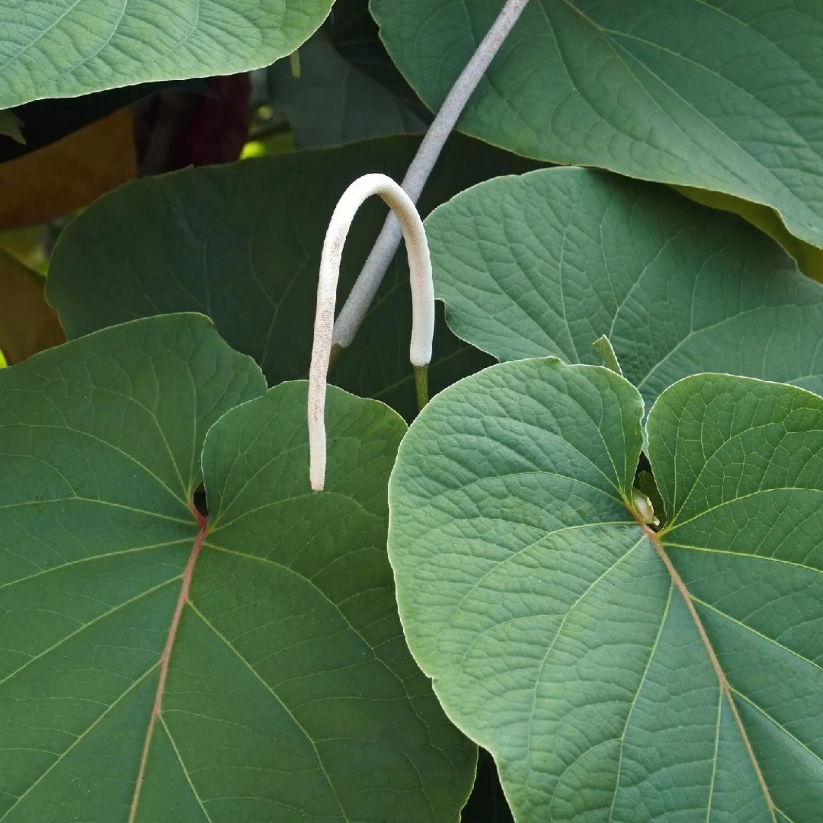 Piper Auritum Plants - 2 Root Beer Plant Hoja Santa Mexican Pepperleaf - Aromatic Culinary Herb - Tropical Indoor Garden