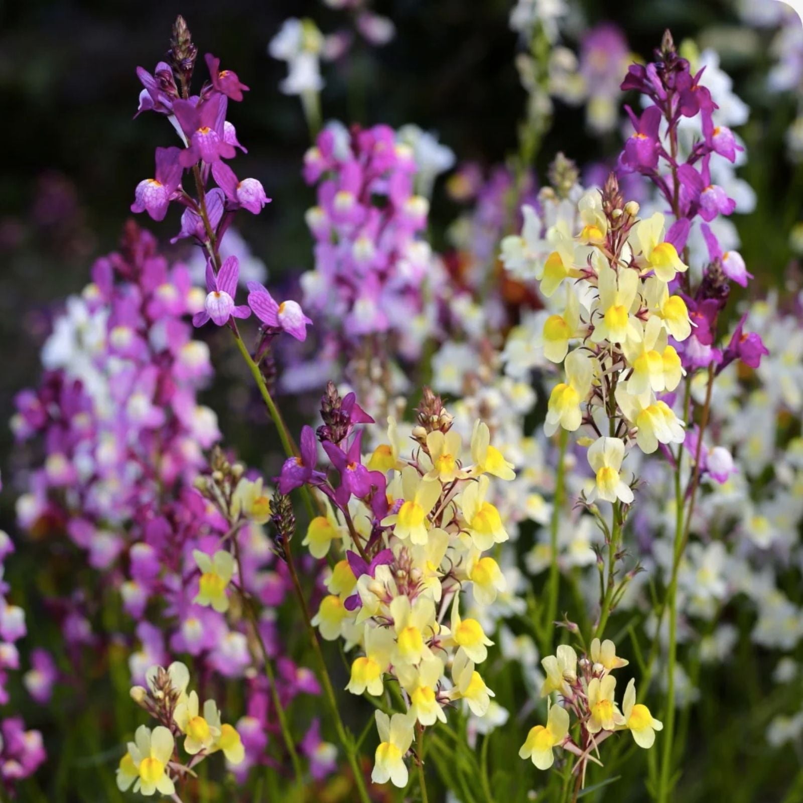 Northern Lights Snapdragon Seeds Mix - 10000+ Colorful Toadflax Garden Seeds - USA Grown