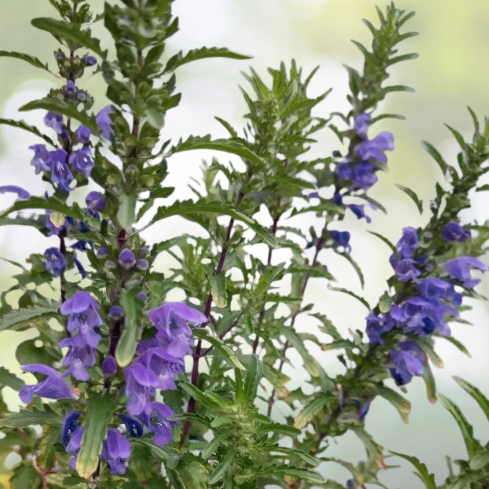 Moldavian Dragon's Head Seeds - 50+ Showy Herbal Seeds - Dracocephalum moldavica
