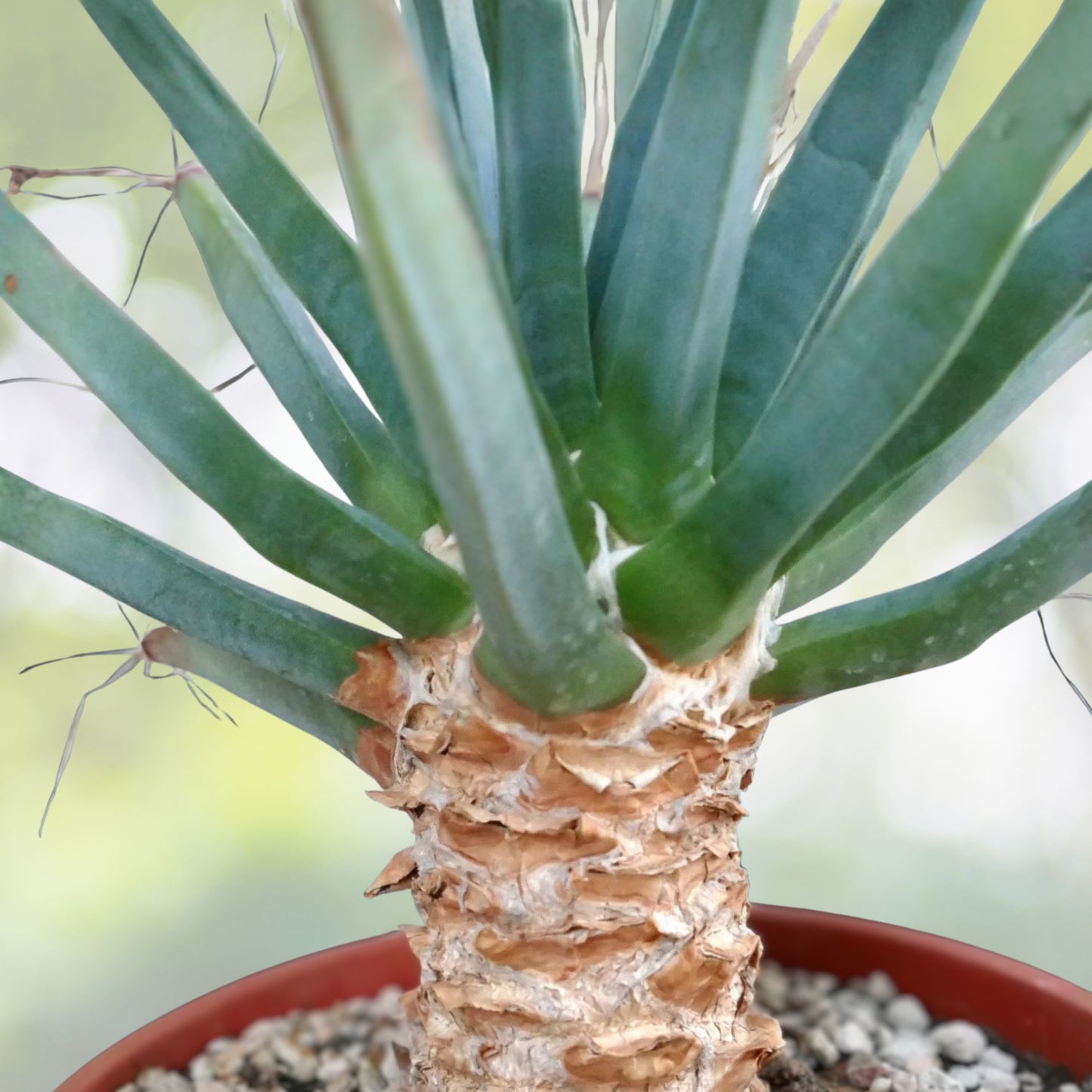 Live 4" Agave Cactus - Leuchtenbergia Principis - Unique Appearance, Drought Tolerant Cactus Plant