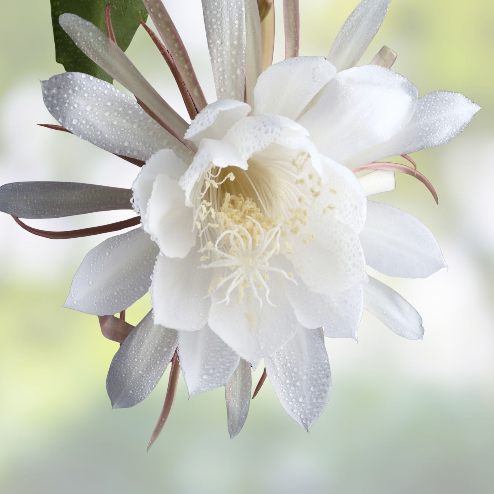 Epiphyllum Cuttings 8-10 inches, Hookeri & Blooming Night, Fragrant Flowering Succulent Plant Cuttings