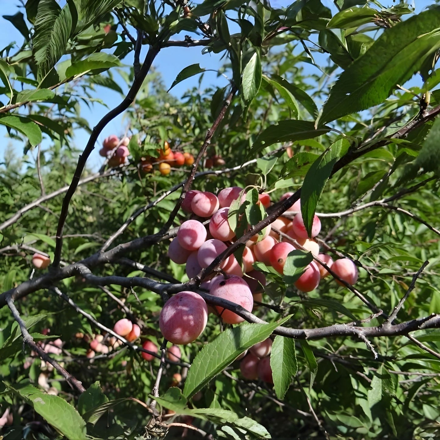 Wild Plum Tree Live Plant Set of 2, 12-18 Inches, Prunus spp., Hardy Zones 5-9, Freshly Dug, 1-2 Years Old
