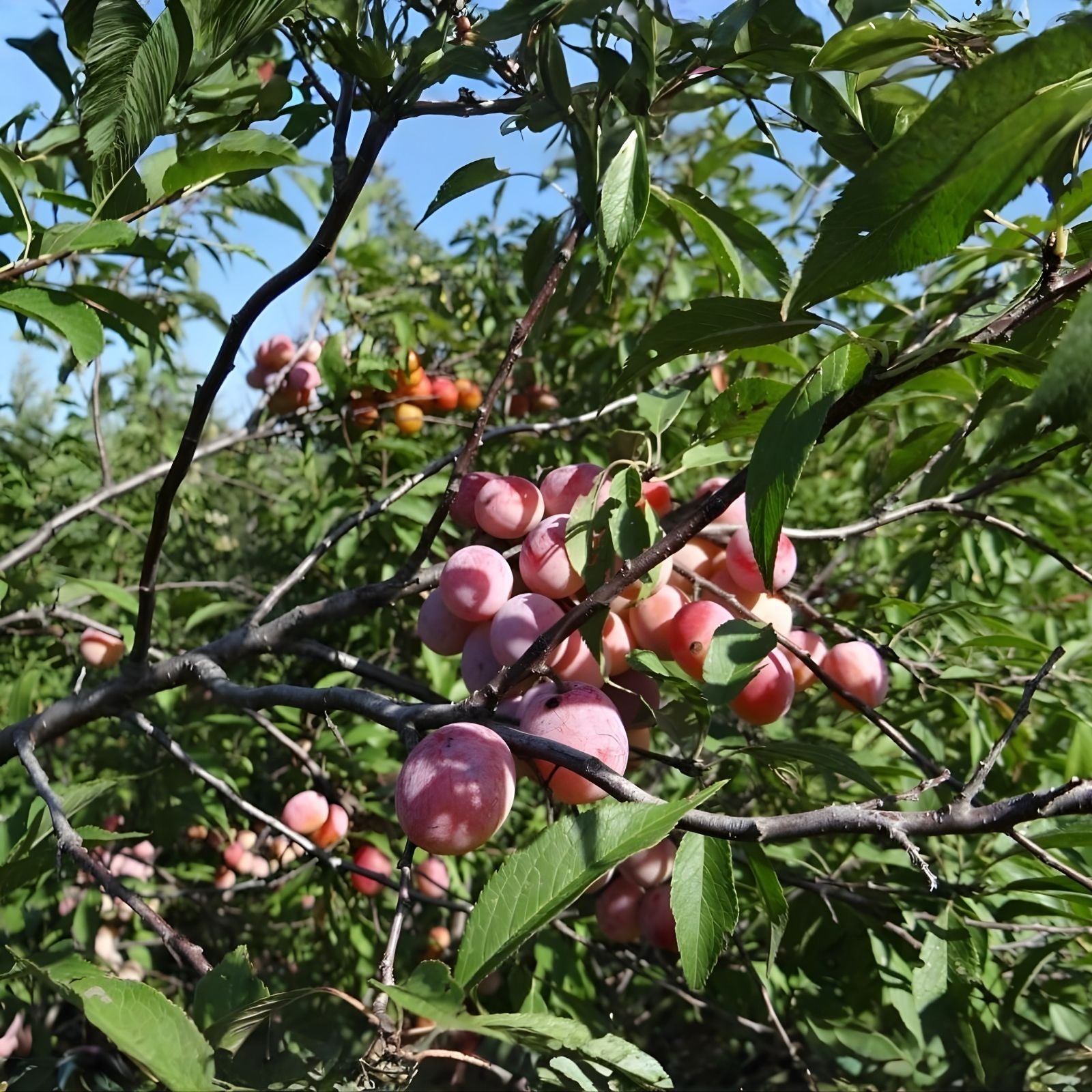 Wild Plum Tree Live Plant Set of 2, 12-18 Inches, Prunus spp., Hardy Zones 5-9, Freshly Dug, 1-2 Years Old