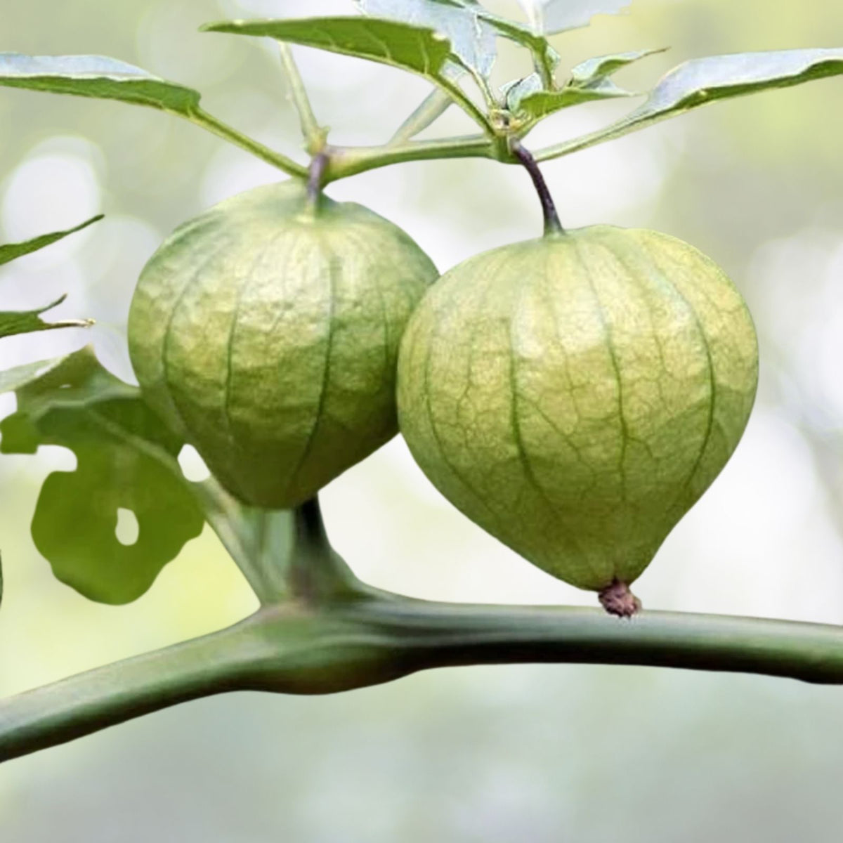 Tomatillo Seeds | Heirloom Grande Rio Verde | NON-GMO Fresh Garden Seeds | Physalis ixocarpa