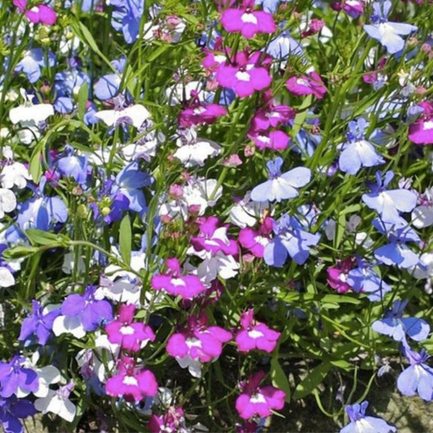Cascade Lobelia Seed Mix - 100+ Colorful Trailing Perennial Flowers - Lobelia erinus - Garden, Patio, Hanging Basket Seeds