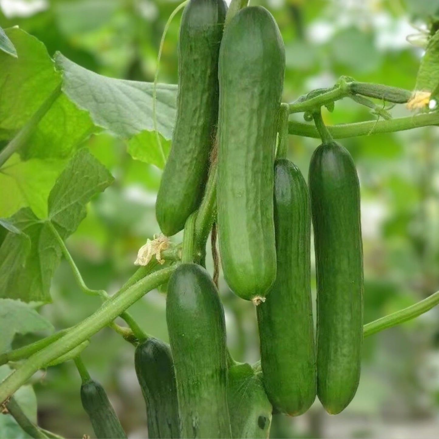 Cucumber Seeds 500 Count Heirloom Non-GMO Marketer Variety Cucumis sativus for Home Garden