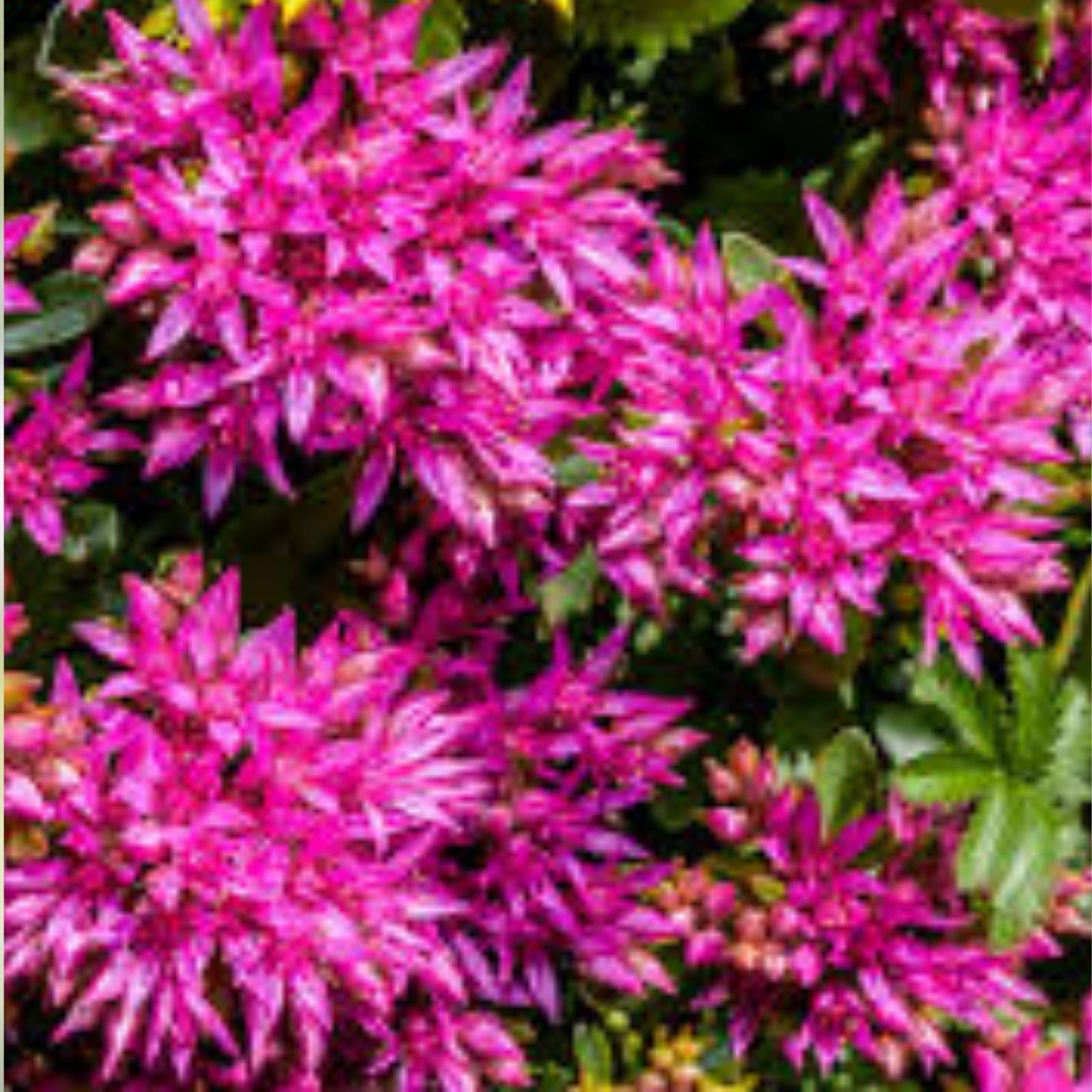 Purple Carpet Sedum Seeds 500 Pack - Spurium Coccineum Purple Ground Cover, Drought-Tolerant, Low Maintenance, Succulent Plant Seeds