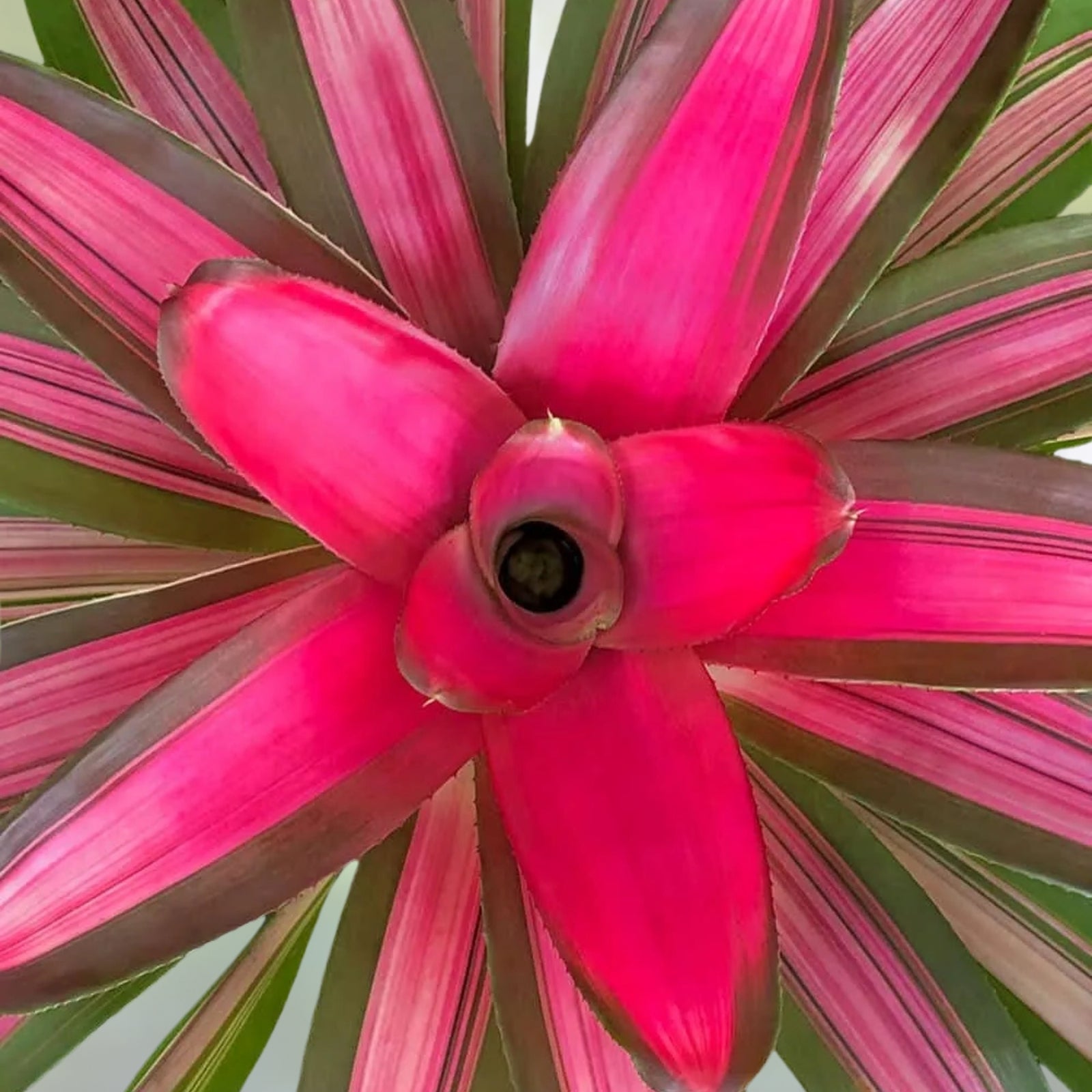 Bromeliad Plant in 5" Pot, Neoregelia Grapevine, Tropical Air Purifying Houseplant, Easy Care for Home Decor