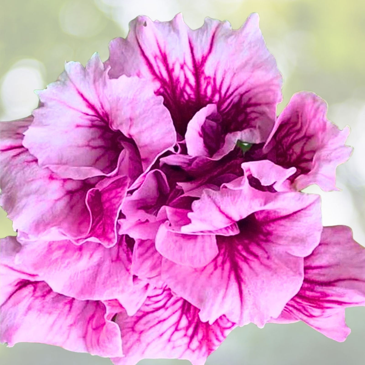 Petunia Plug 1 Doppio Pink Shades Live Plant - Old Fashion Petunia Doppio (Petunia × hybrida)