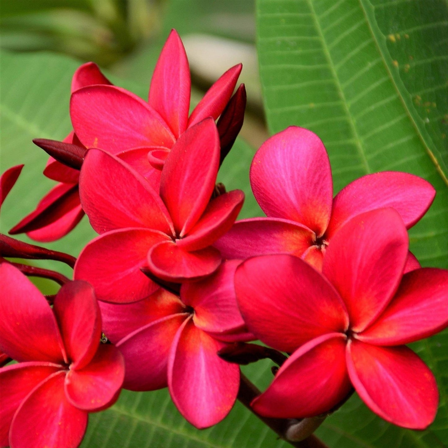 Hawaiian Red Ulaula Plumeria Cutting 8" – Fragrant Frangipani Plant for Gardens and Landscapes