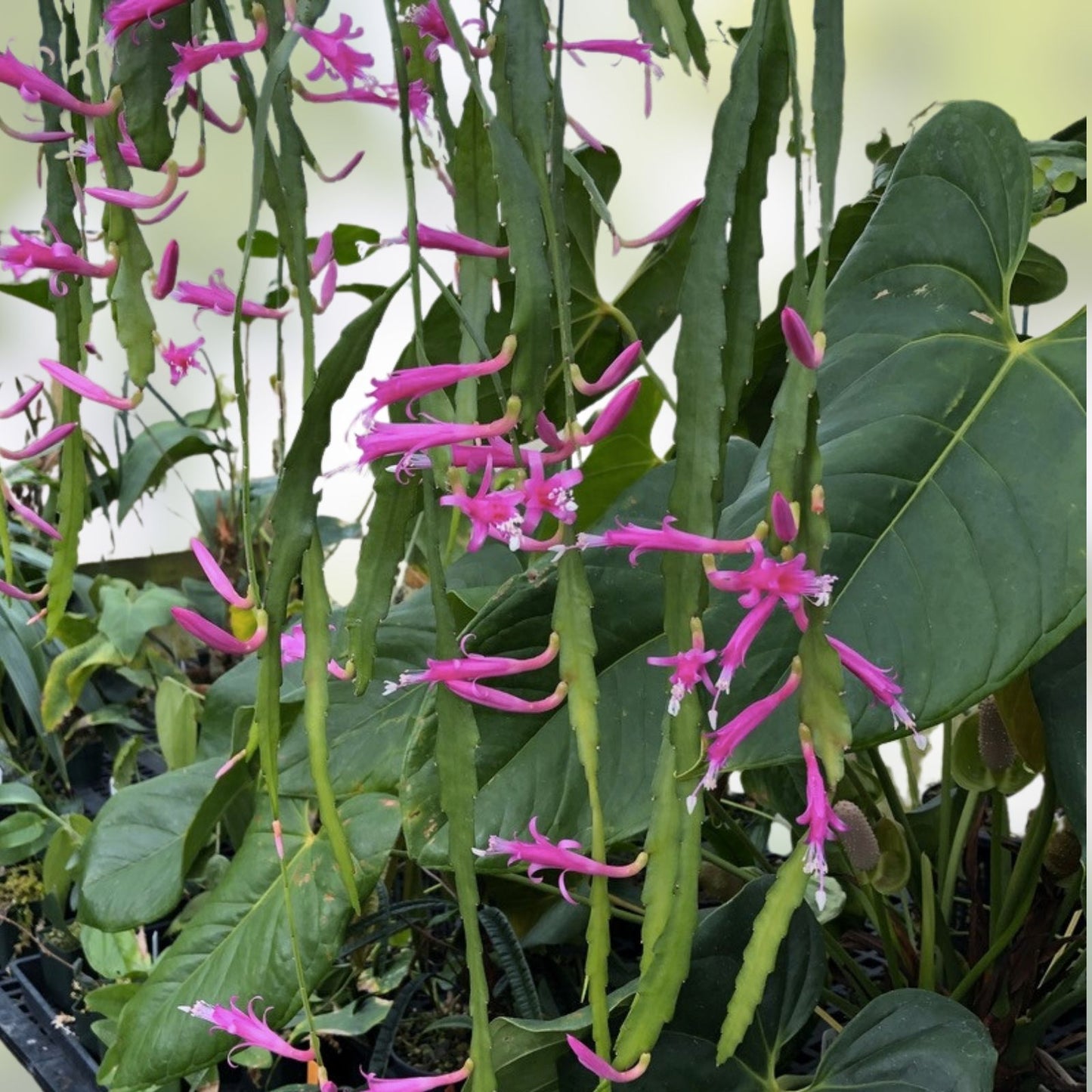 Disocactus Vista Hermosa Cactus - Rare Hybrid Succulent - Temperature Tolerant Plant - Easy Care Indoor or Outdoor Plant