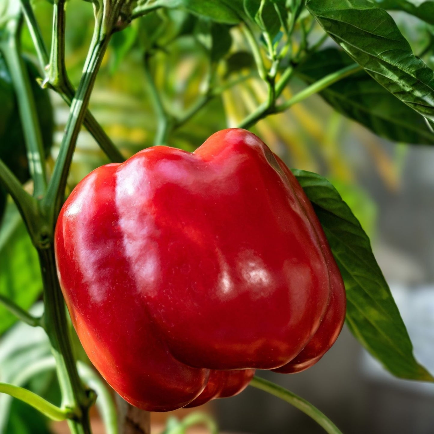 Tomato Seeds 1000 Count F1 Hybrid Beefsteak Shiny Red Juicy Solanum lycopersicum