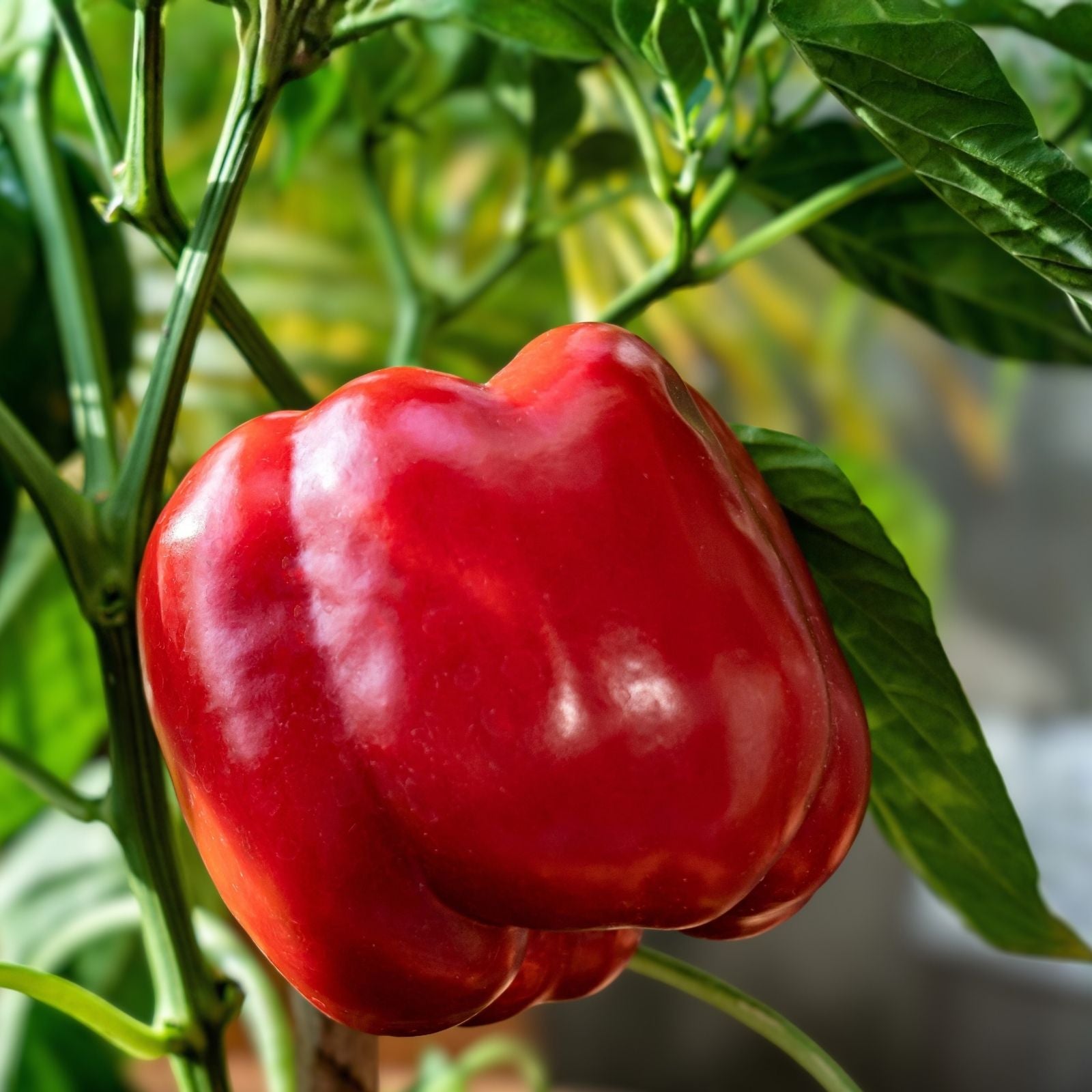 Tomato Seeds 1000 Count F1 Hybrid Beefsteak Shiny Red Juicy Solanum lycopersicum