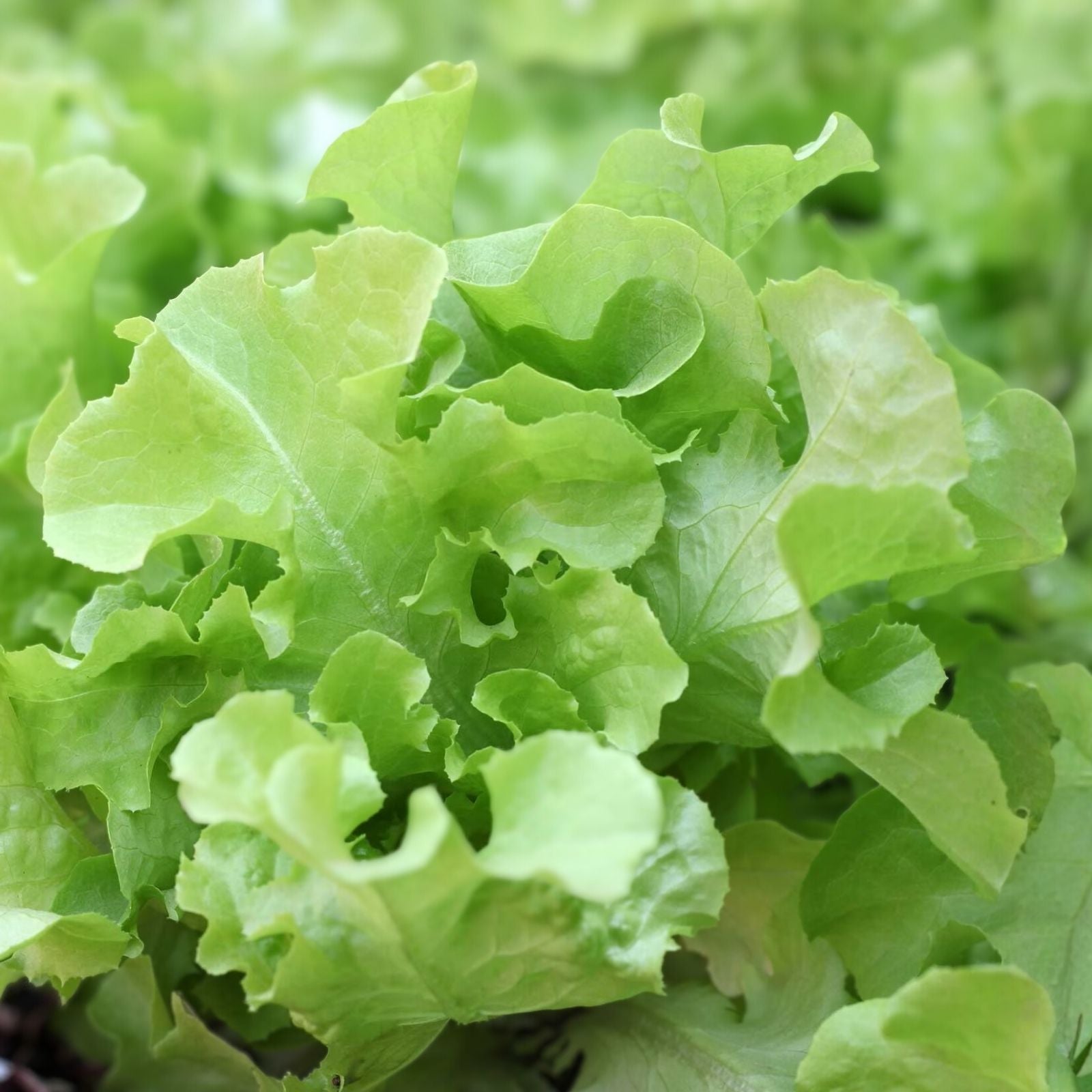 Heirloom Leaf Lettuce Seeds 1000 Non-GMO Organic Prizehead Lettuce Lactuca sativa for Home Gardening
