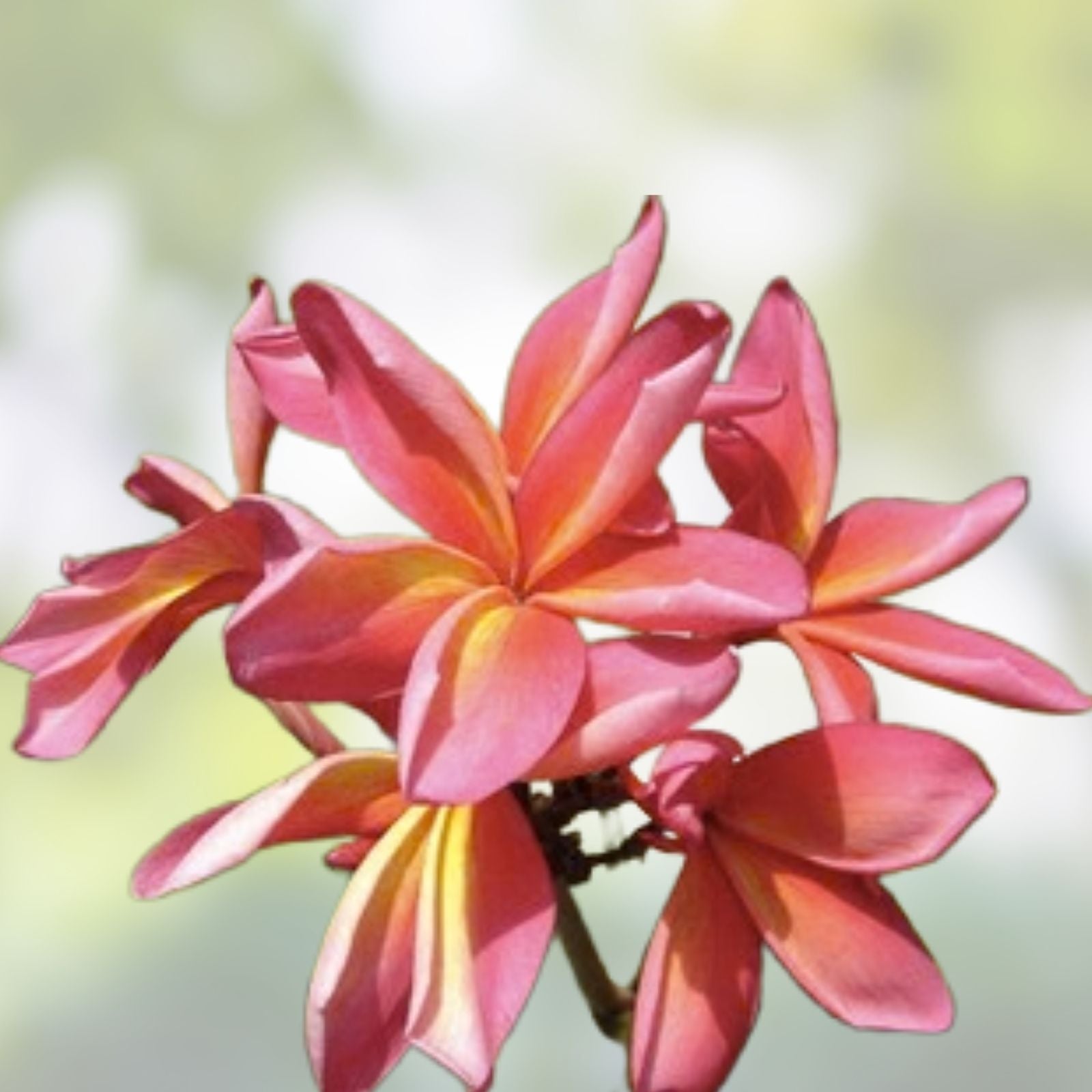 Rooted Plumeria Cutting 13" Tropical Flowering Plant Teresa Wilder Plumeria spp. Garden Flowering Plant