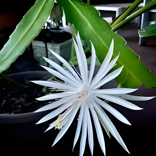 Epiphyllum Hookeri Potted Plant - 6" Orchid Cactus - Healthy Live Houseplant for Indoor Gardening - Epiphyllum Hookeri