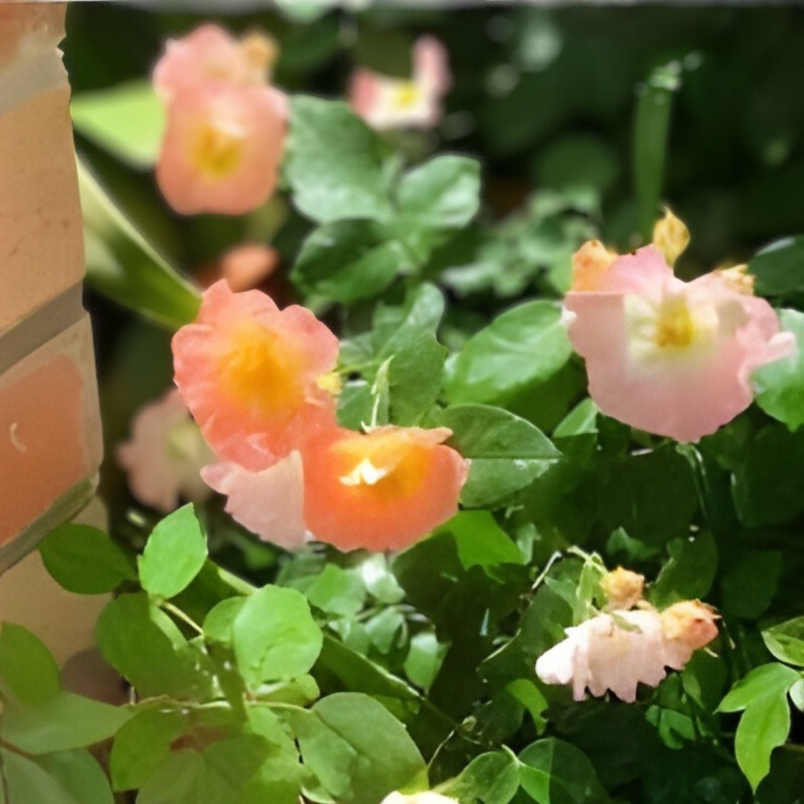 Heirloom Rose Cuttings 16 Premium Cecile Brunner Rosa ceciliae Fragrant Bushes Garden Planting
