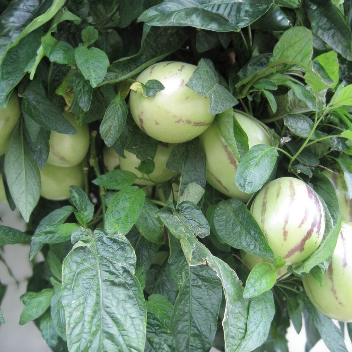 Purple Pepino Melon Cuttings – 6 Fresh Edible Solanum muricatum 'Stripey' for Gardening, Fruit Plant, Edible Plant Propagation