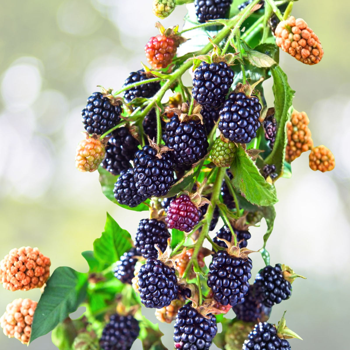 Organic Blackberry Plant Cuttings 5 Pack Unrooted Rubus Allegheniensis