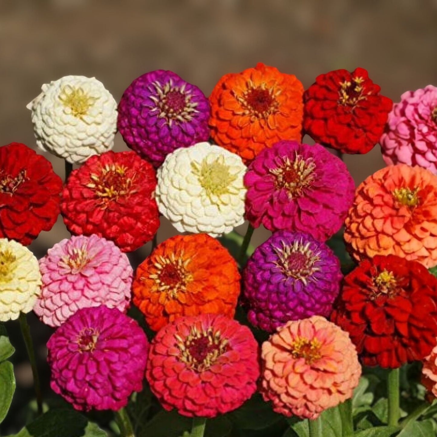 Zinnia Seeds 1000 Count Short Stuff Mix Colorful Blooms Zinnia elegans Non-California Shipping